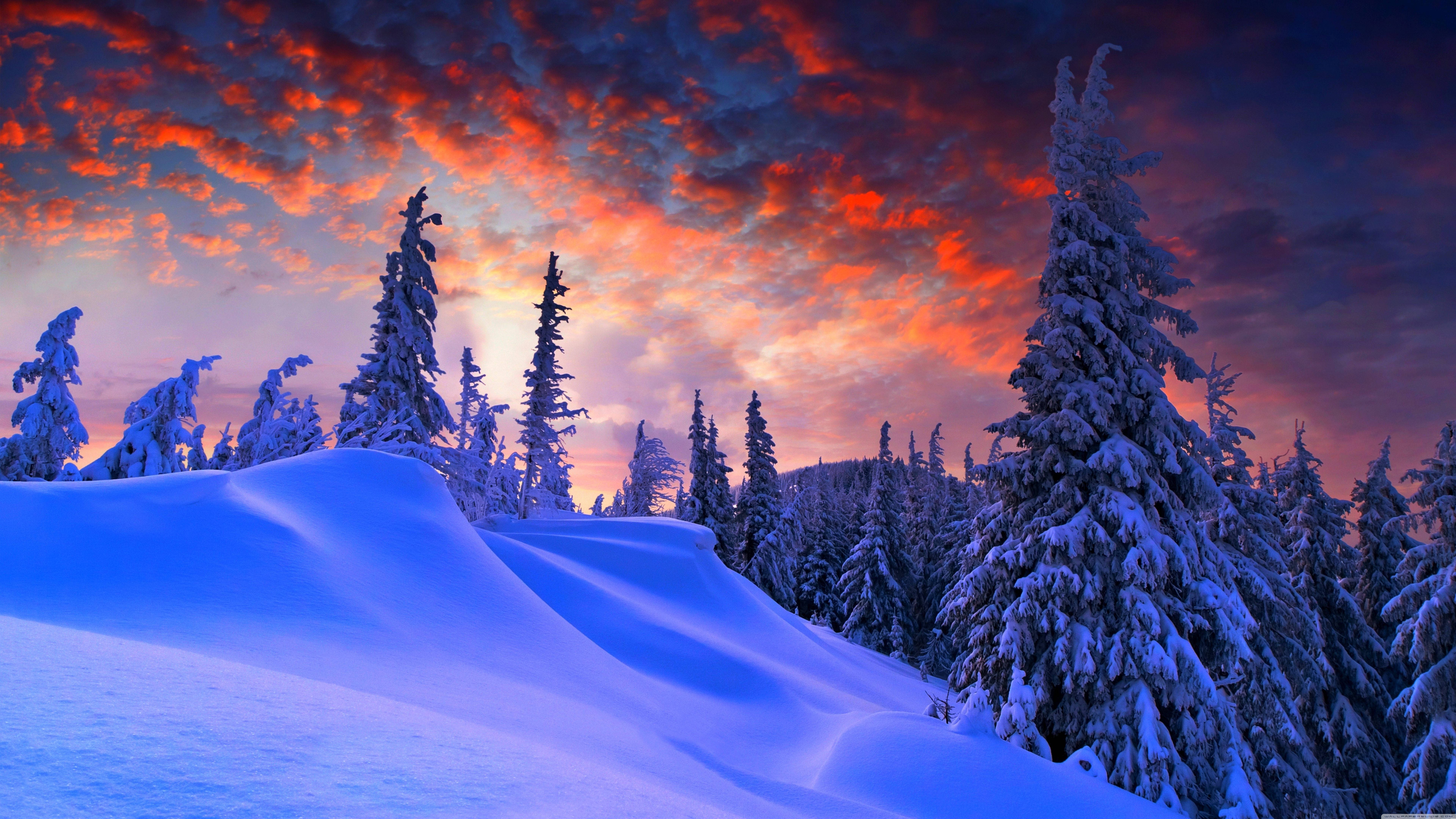 冬季夕陽風景 壁紙 — 白雪覆蓋的松樹在火紅橙紫的日落天空下形成剪影，矗立在純淨的冬季景觀中。