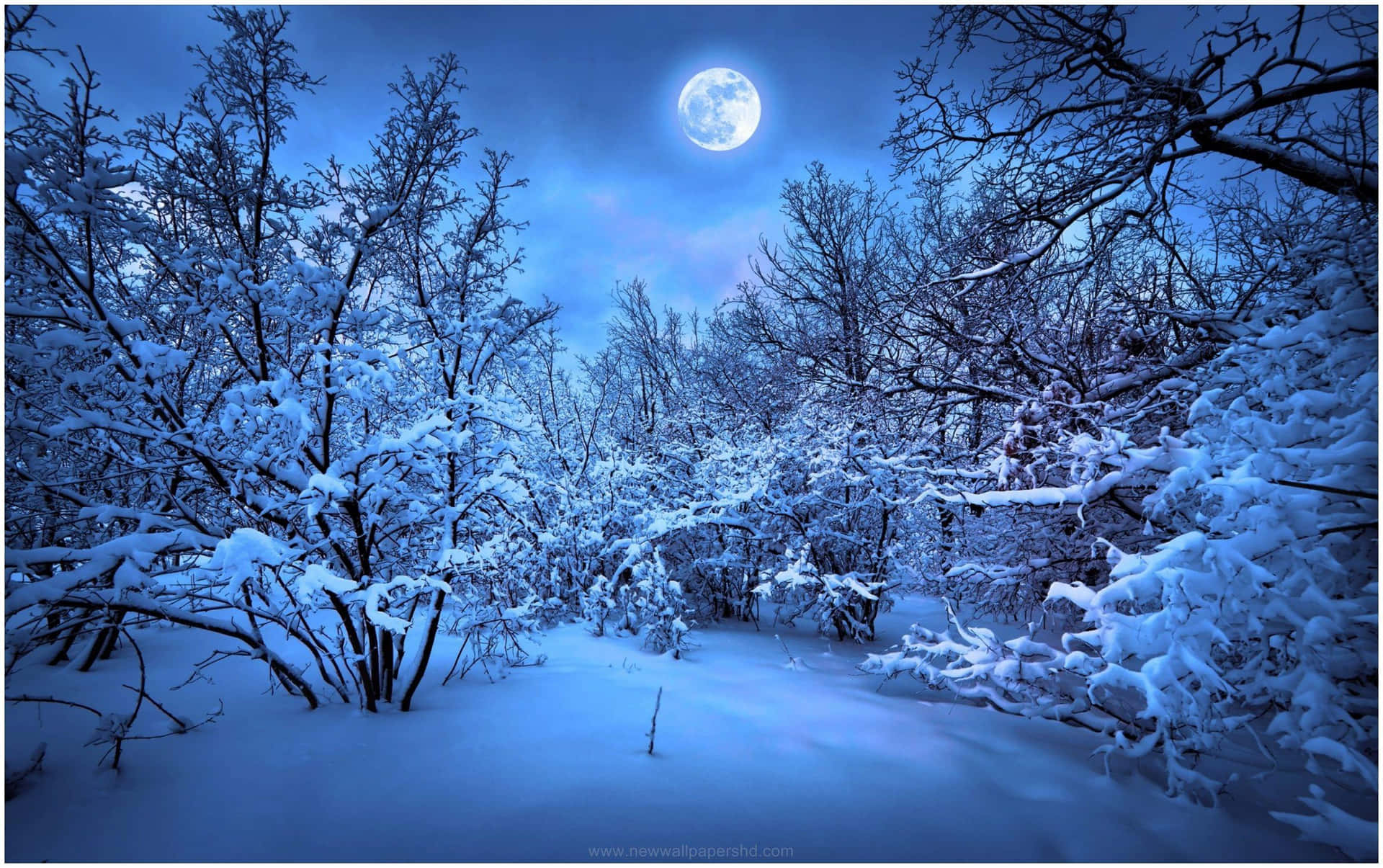 夜晚明亮的滿月下的雪森林。