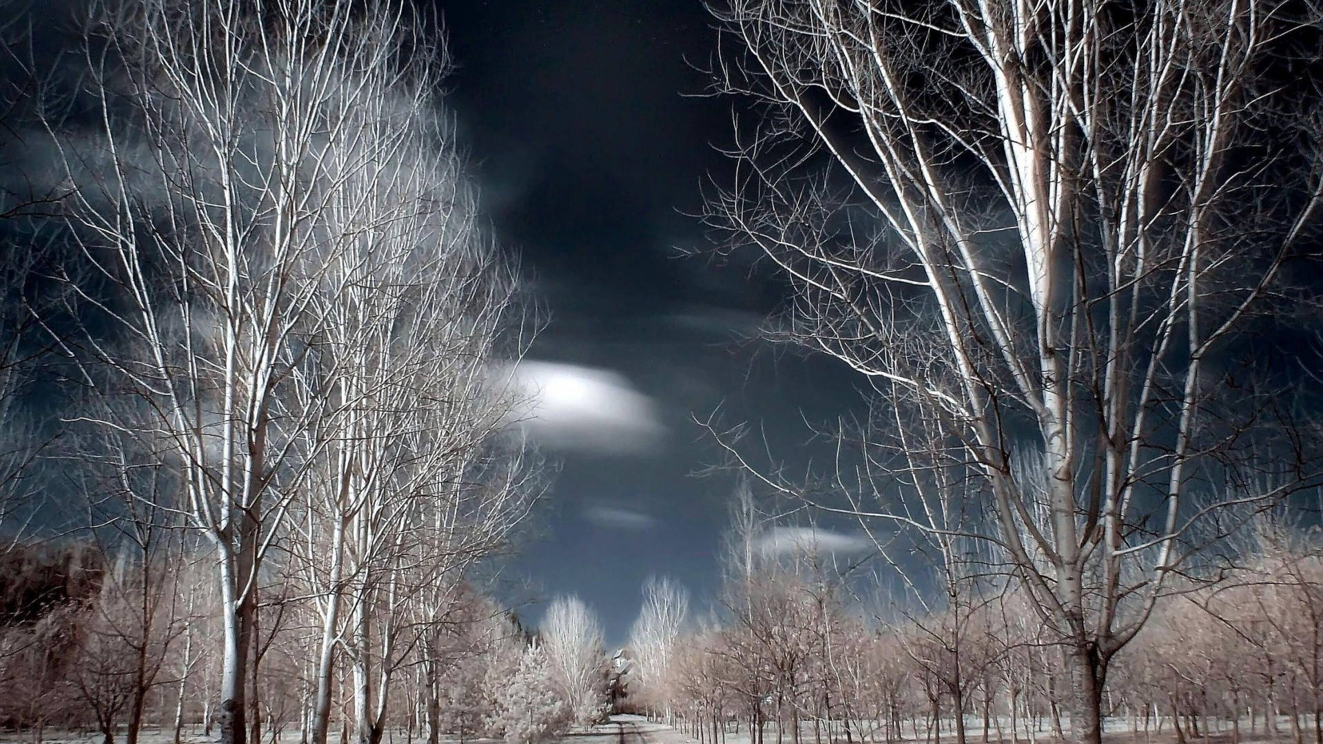 在黑暗暴風雨天空下，光禿禿的樹木框住一條月光照耀的冬季小徑。