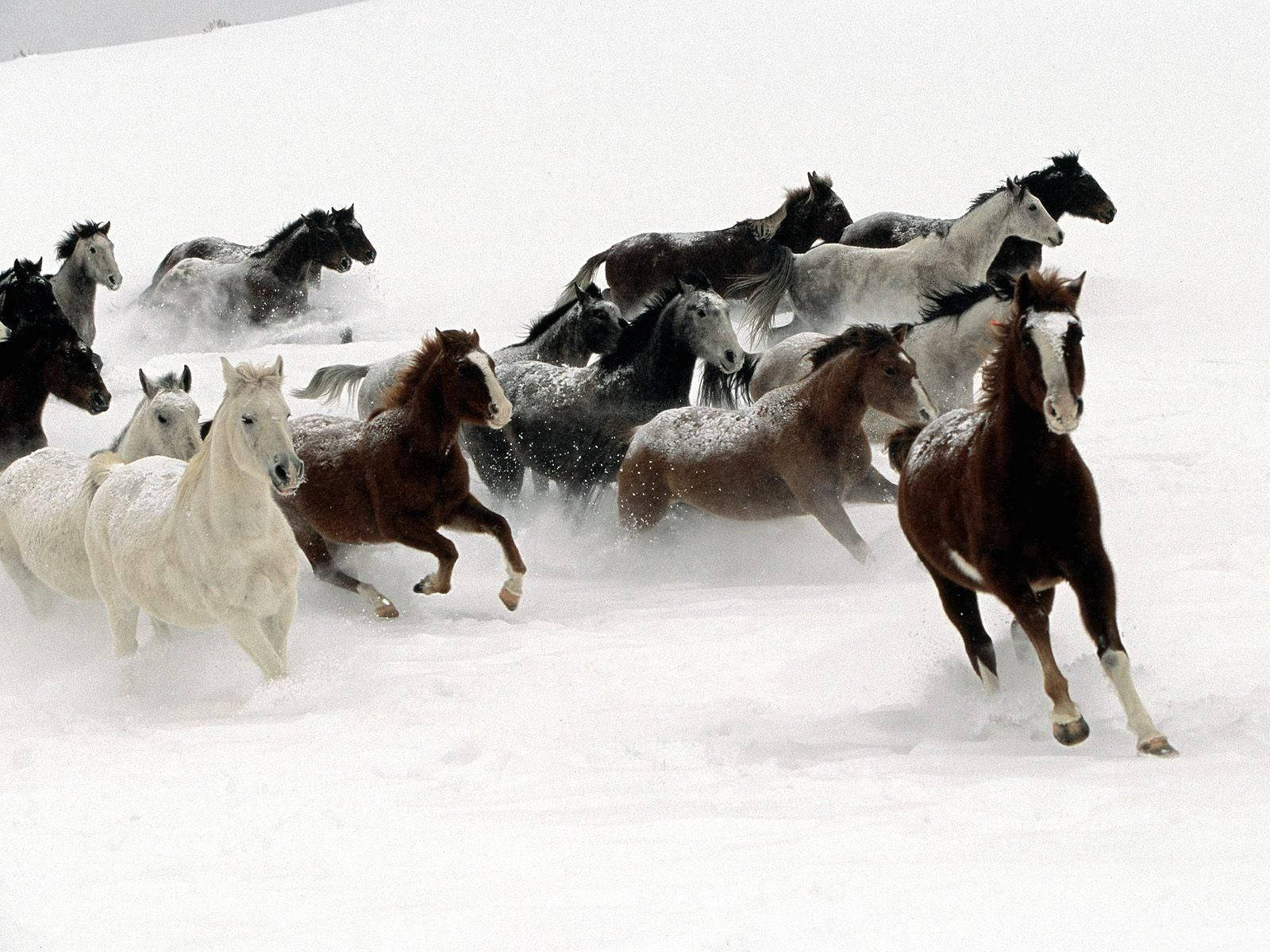冬季奔馬 壁紙 — 一群充滿活力的野馬在深雪中奔騰，揚起粉末，構成嚴酷的冬季景觀。