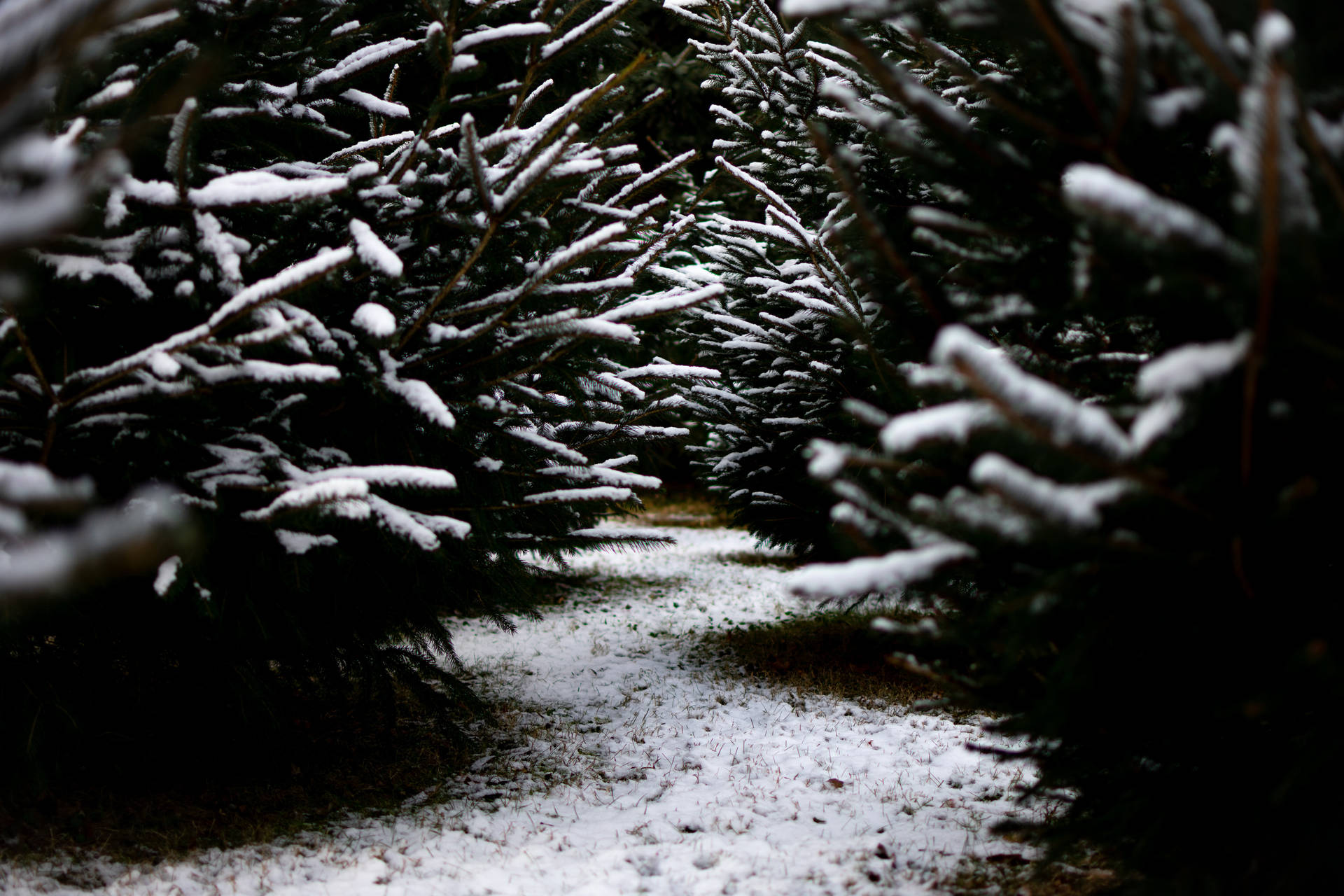 冬季森林中穿過常綠樹的積雪小徑。