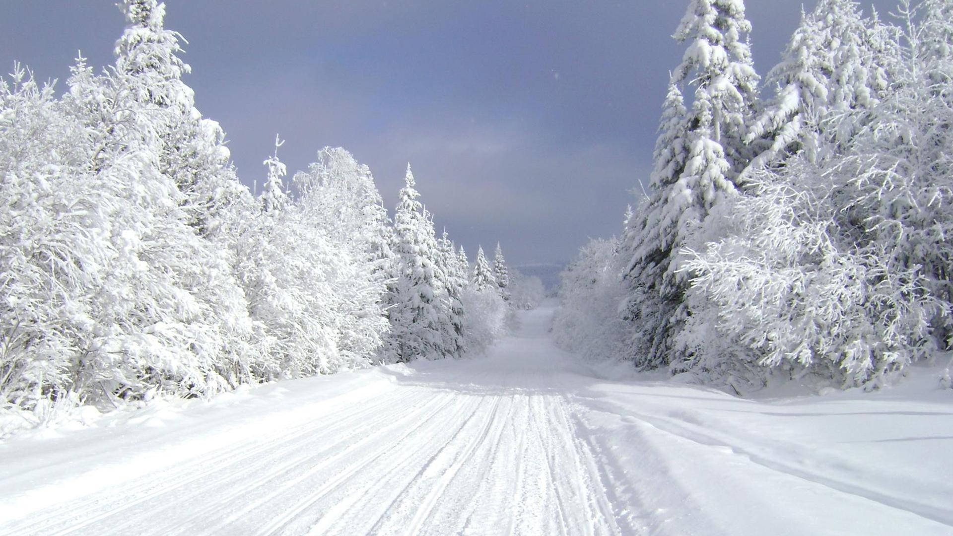 雪路兩旁是白雪覆蓋的常綠樹，在晴朗的藍天下。