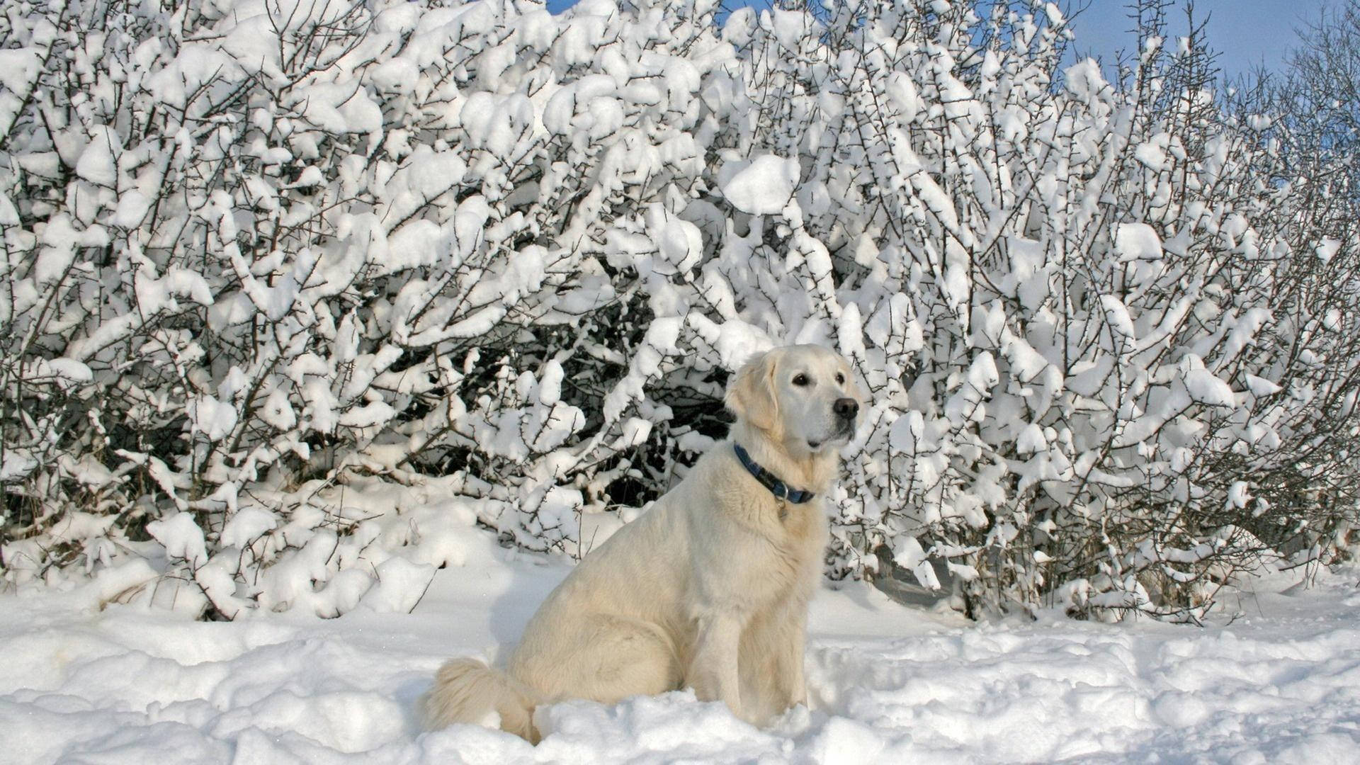 金毛尋回犬坐在雪景中，周圍有積雪的灌木叢。