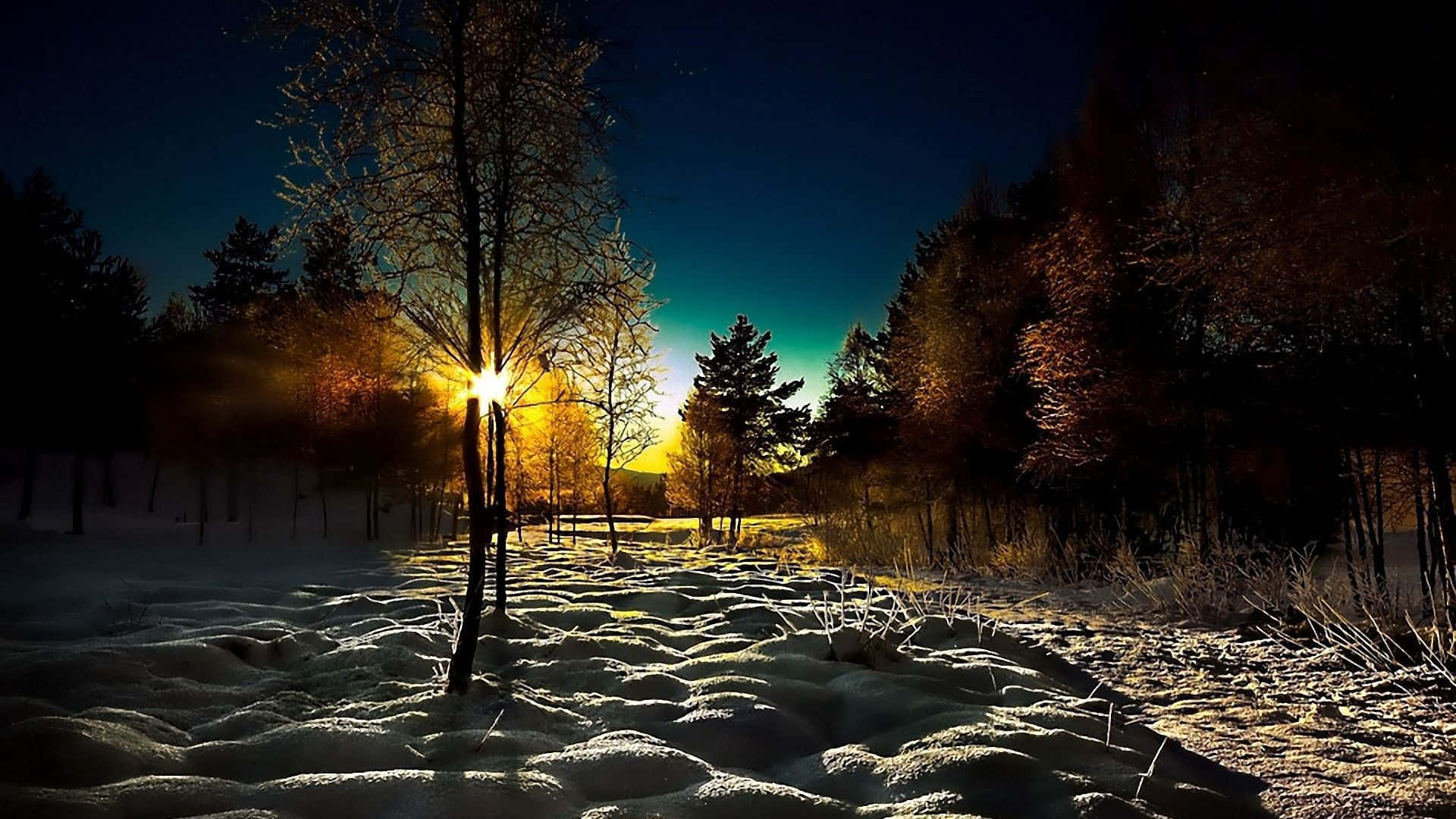 冬季早晨的美景 壁紙 — 陽光穿透光禿禿的冬日樹木，在深藍色暮色天空下，將金色光芒灑在白雪覆蓋的地面上。