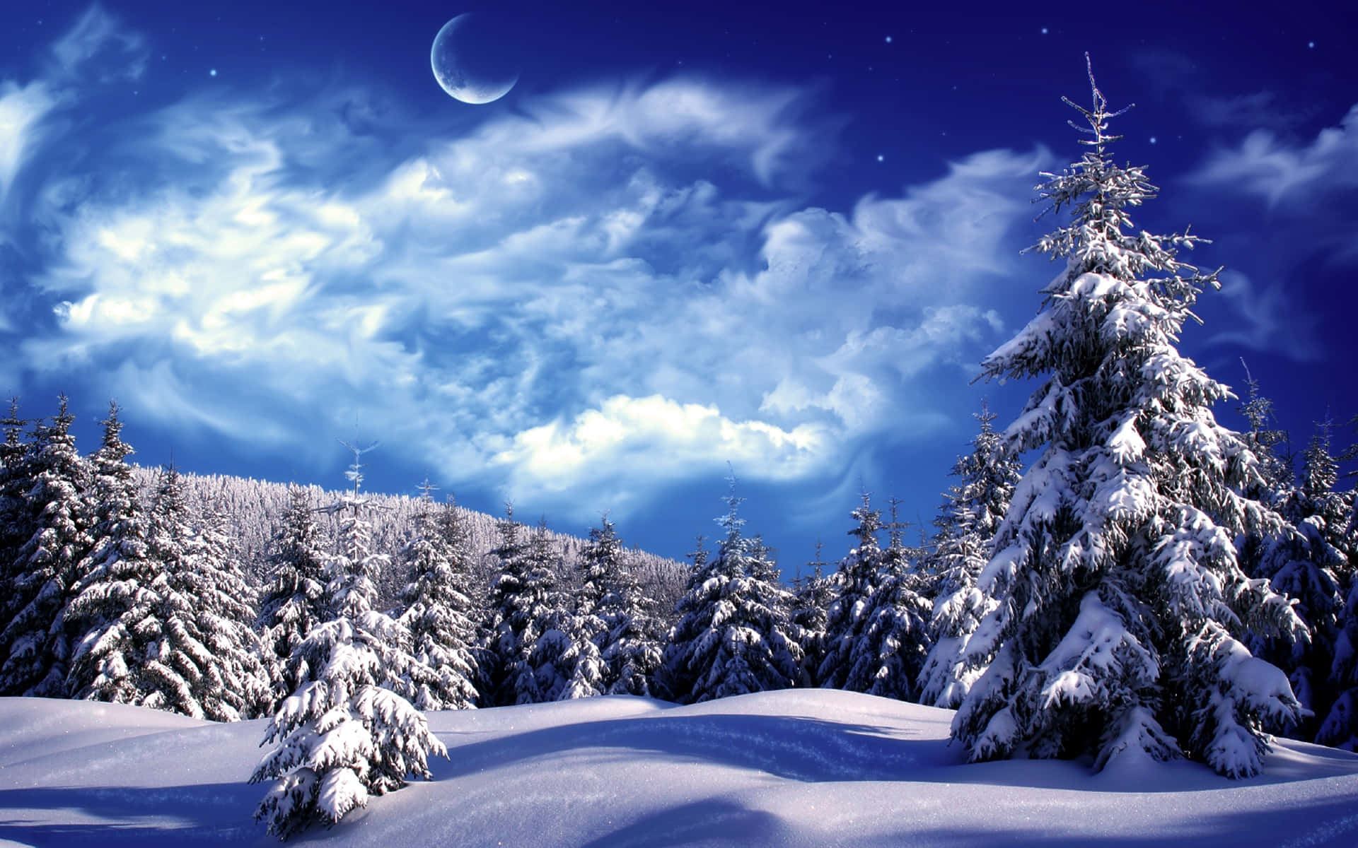 月光照耀的藍色天空和星星下的雪松林
