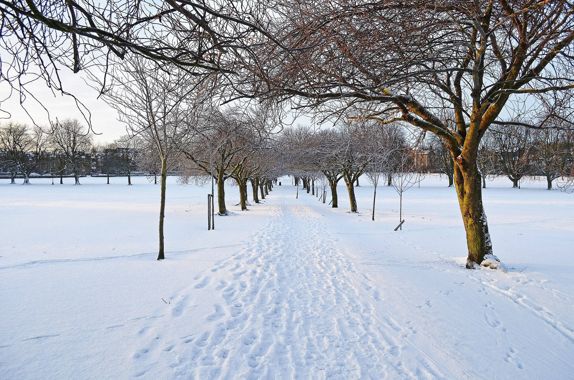 冬季公園中的雪徑與光禿樹木
