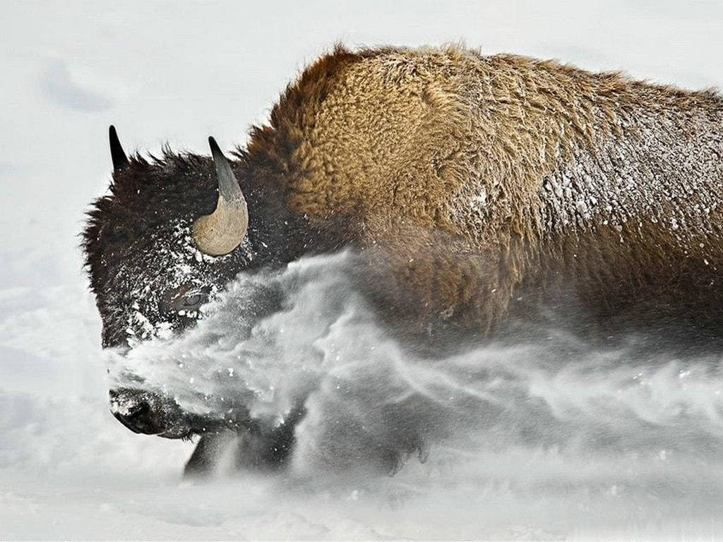 冬季棕色水牛 壁紙 — 一頭強壯的野牛在深雪中衝刺，在冬季風暴中揚起一片白色粉末。