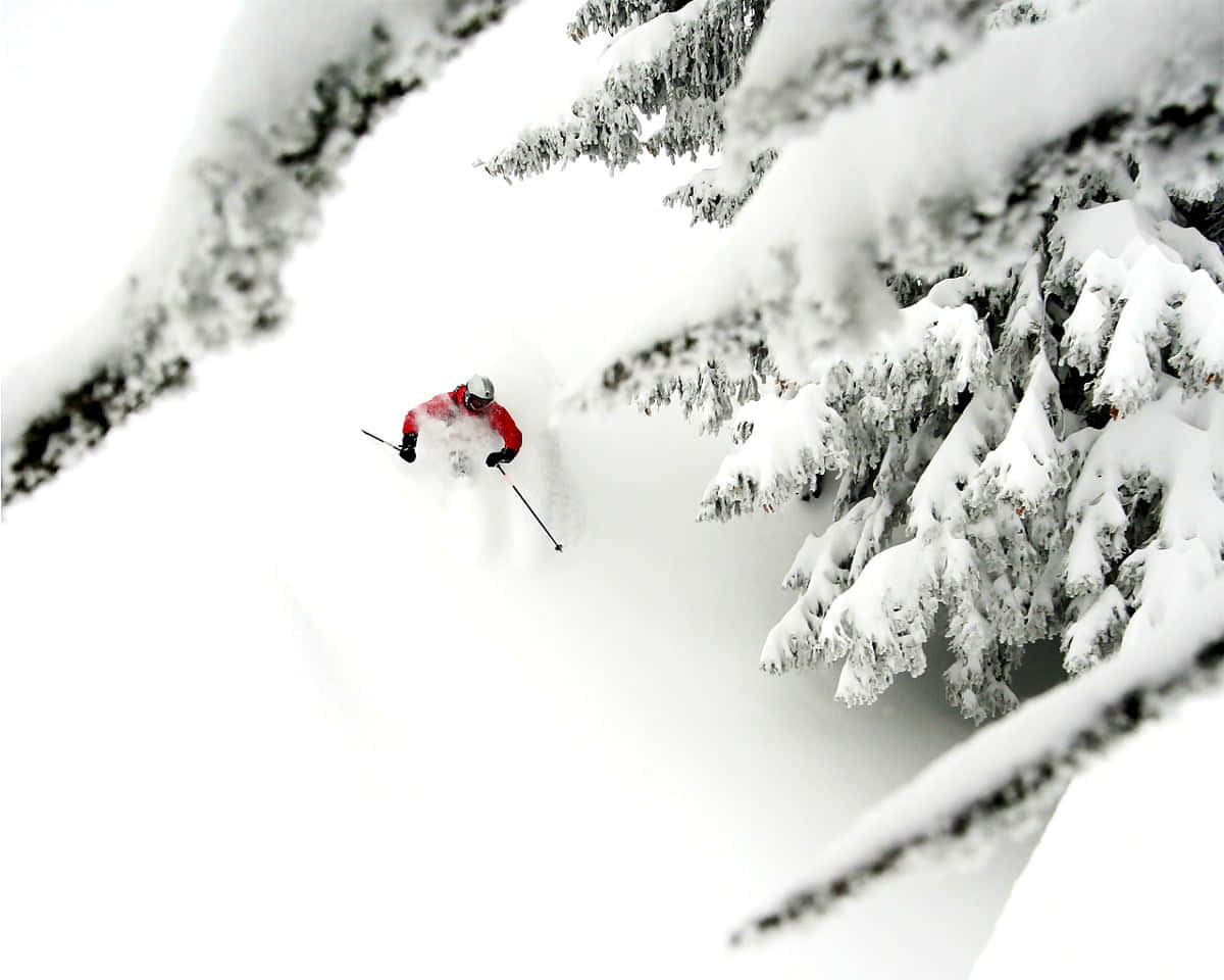 Skiing 桌布 壁紙 — 冬季森林中，一名身穿紅色夾克的滑雪者在積雪覆蓋的松樹之間穿過厚厚的粉雪。