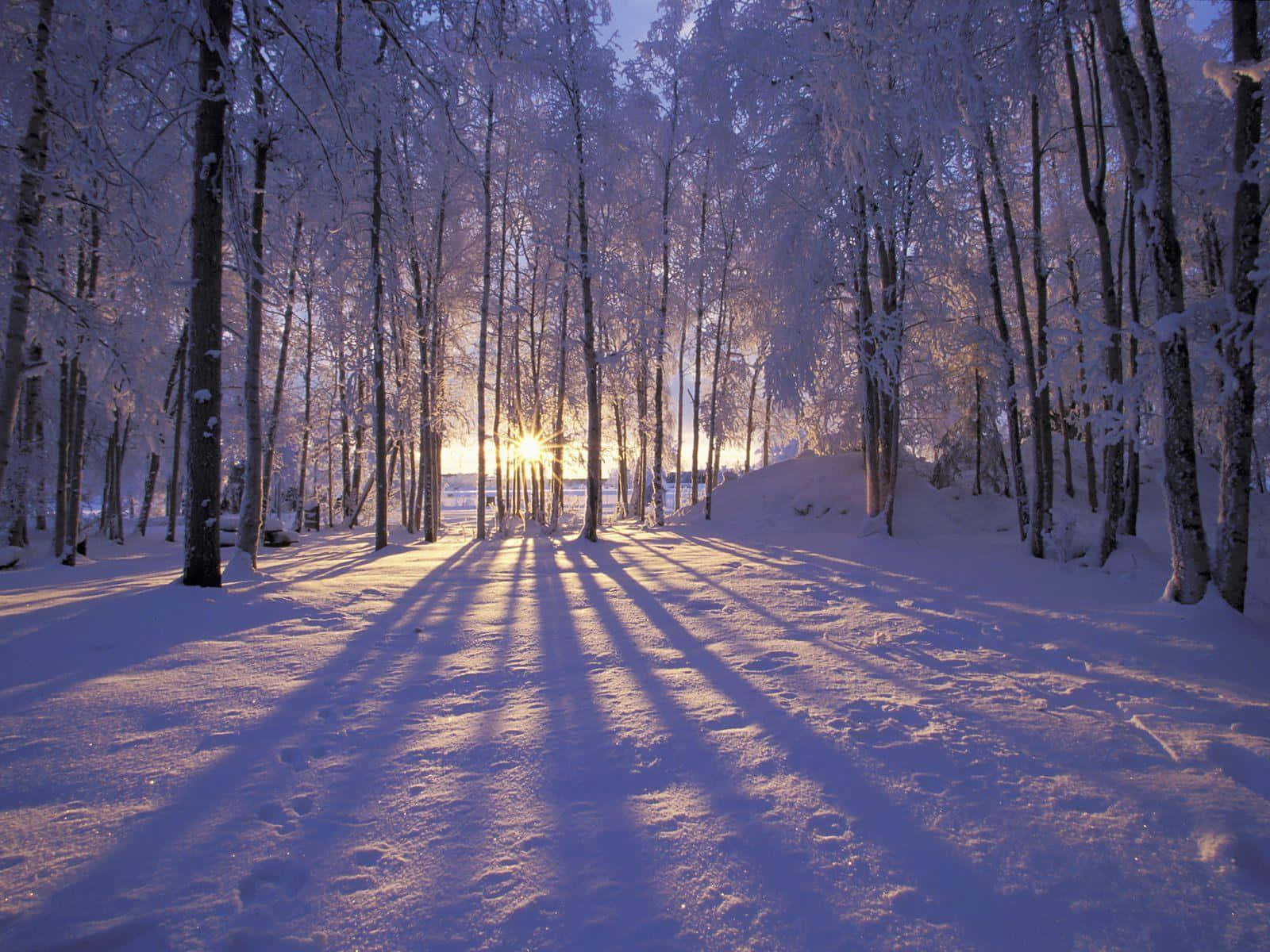 陽光透過雪樹過濾，在冬季森林小徑上投下長長的陰影。