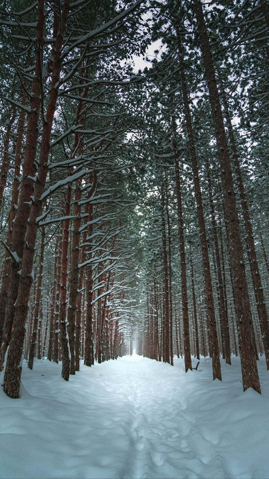 被雪覆蓋的松樹林小徑通向遠方。