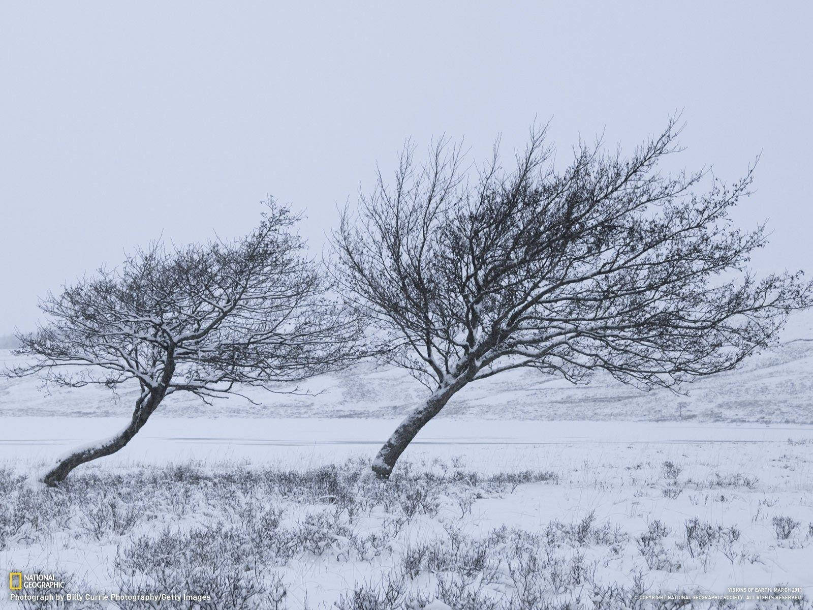 兩棵光禿禿的樹木覆蓋著白雪，矗立在冰凍的田野上，天空灰濛濛的。