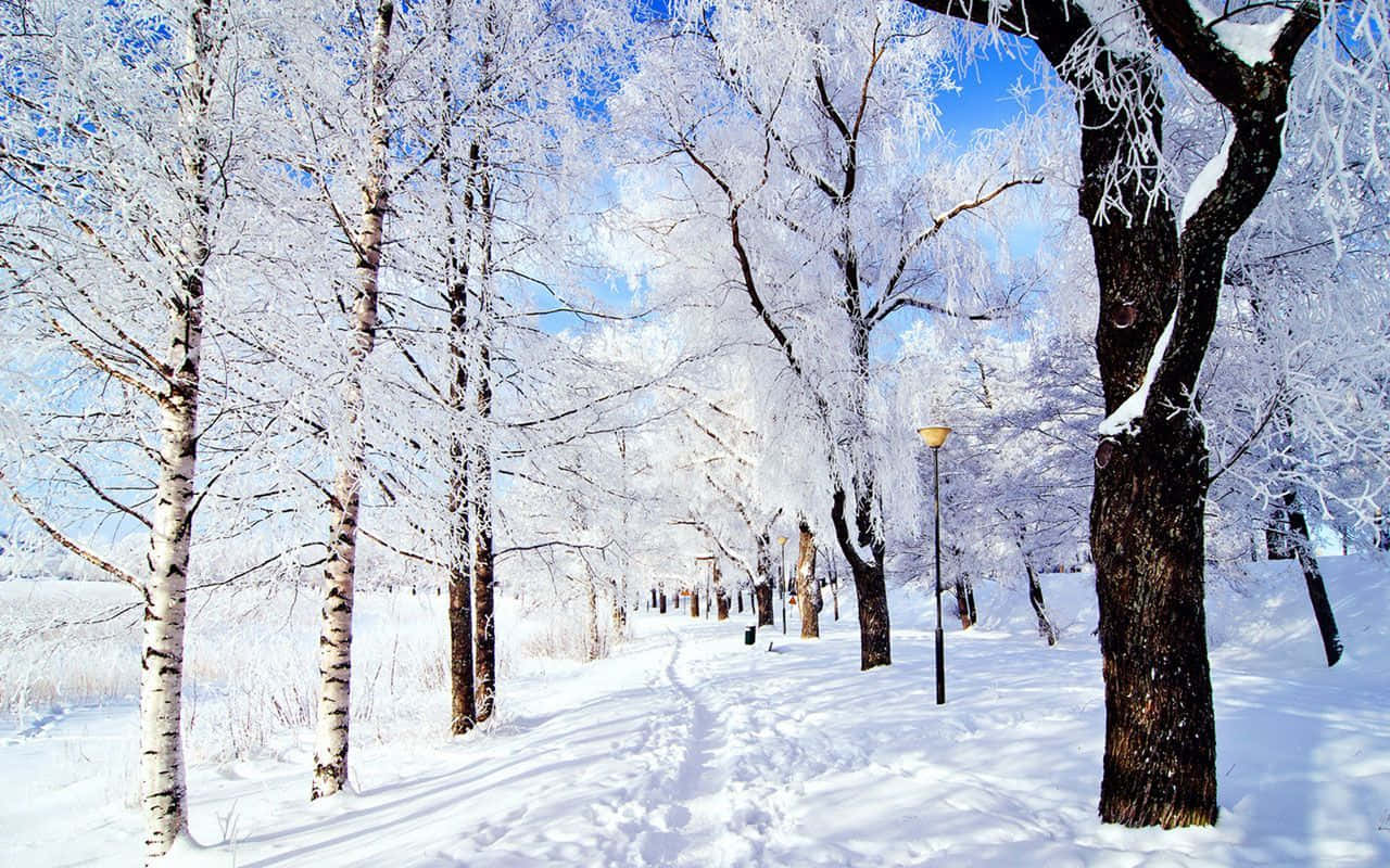 白雪覆蓋的森林小徑兩旁是結霜的白樺樹，在清澈的藍天下。