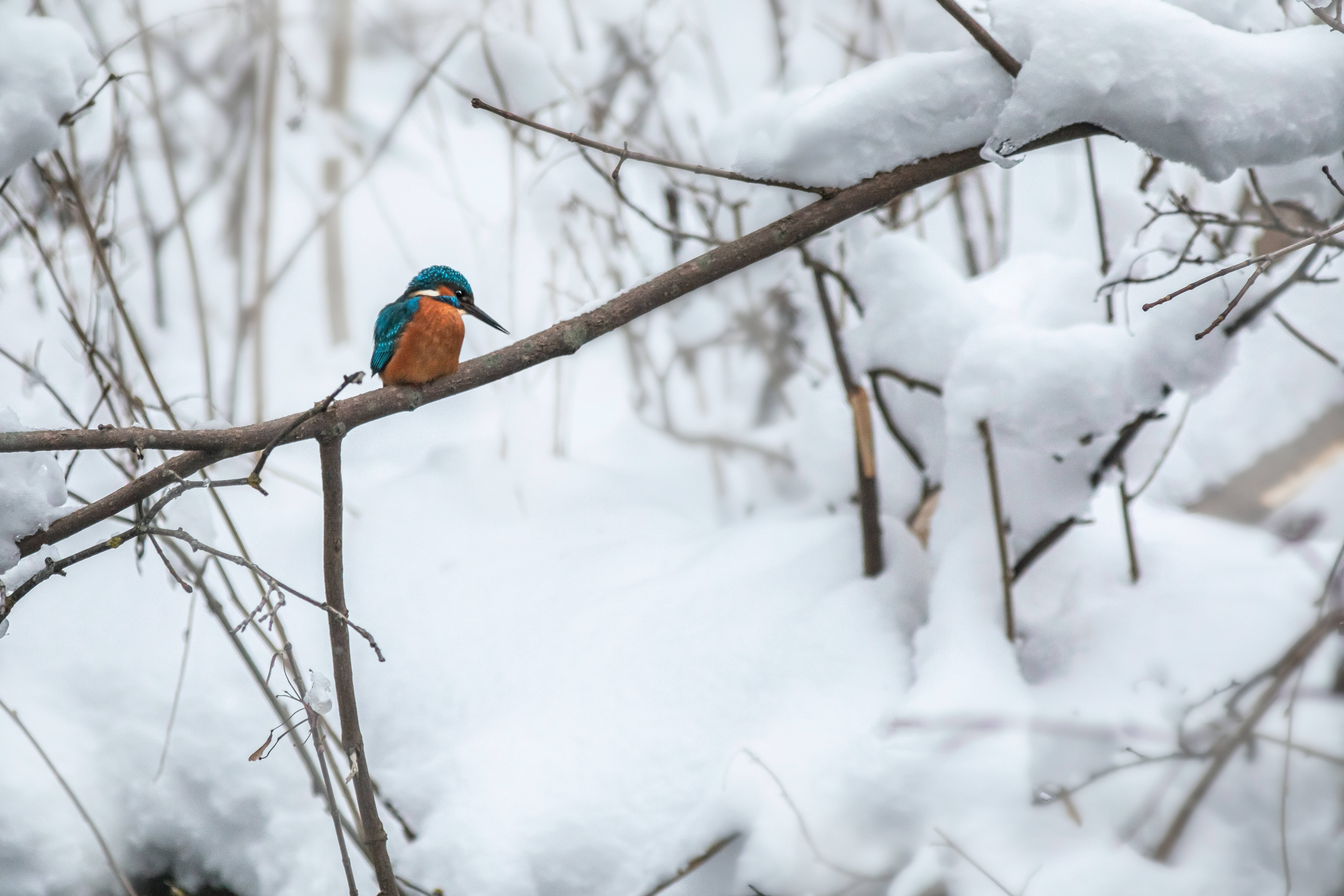冬季樹枝上的鳥 壁紙 — 一隻色彩鮮豔的翠鳥棲息在雪白的樹枝上，身處寧靜的冬日森林中。