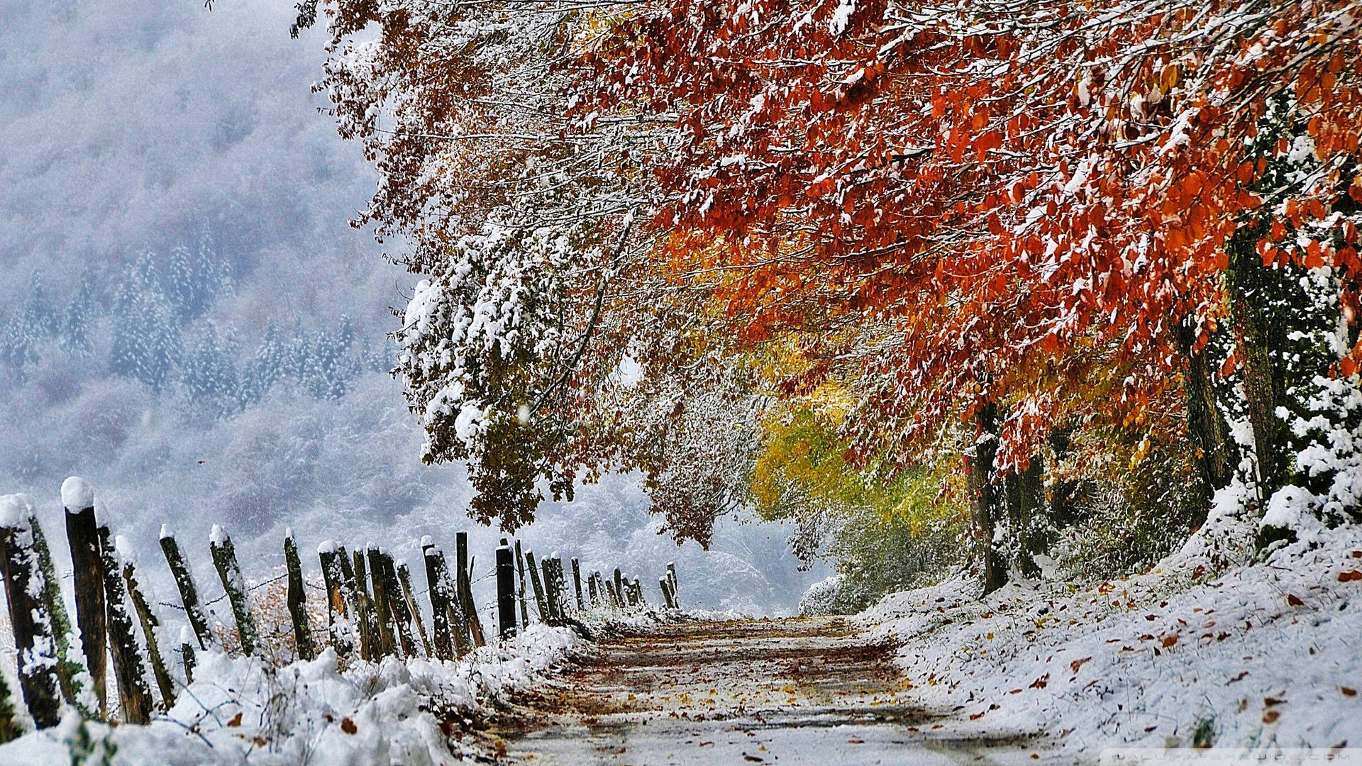 多雲天空下，兩旁樹木掛著紅橙色葉子的白雪小徑。