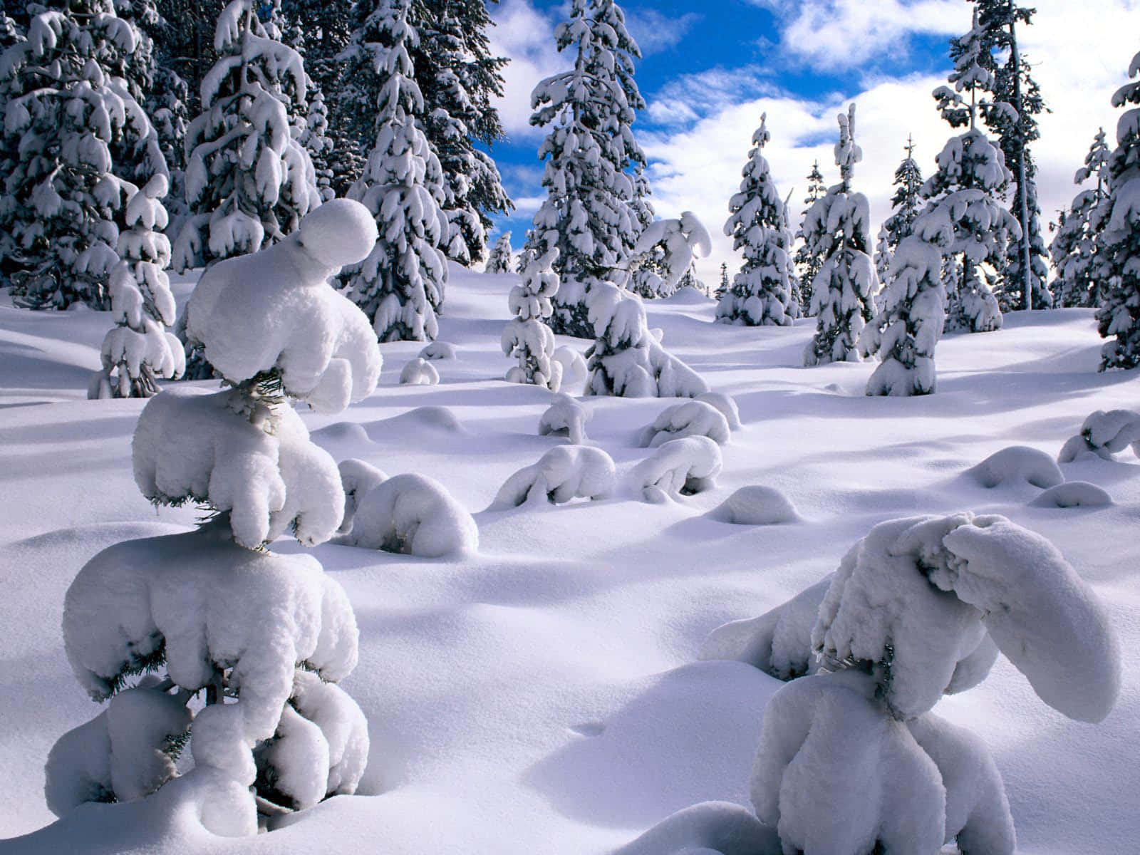 冬季欣賞大自然之美 壁紙 — 白雪覆蓋的常青樹在明亮的藍天和蓬鬆的白雲下，矗立在純淨的冬季森林中。