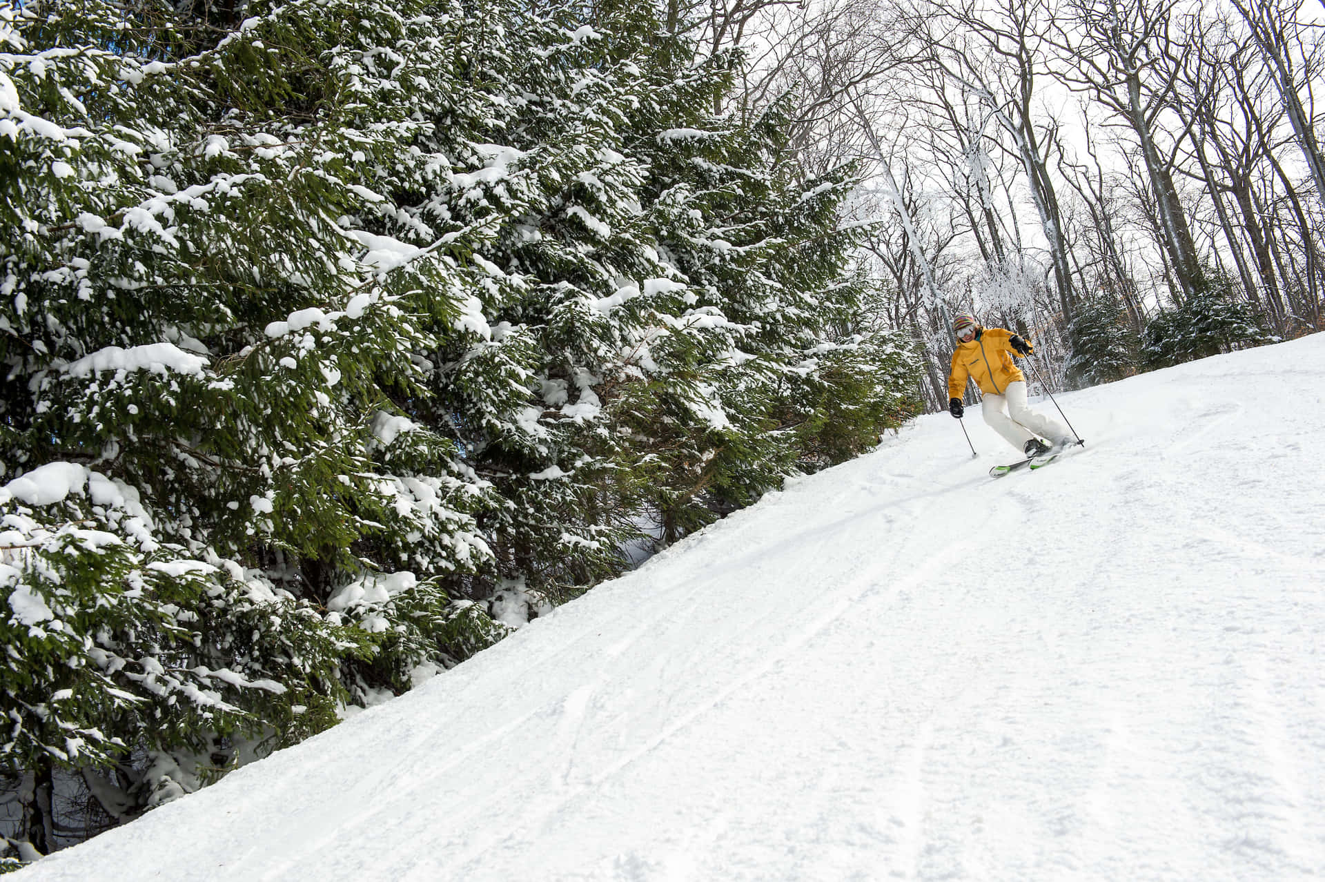 穿黃色夾克的滑雪者穿過冬季森林沿雪坡滑下。