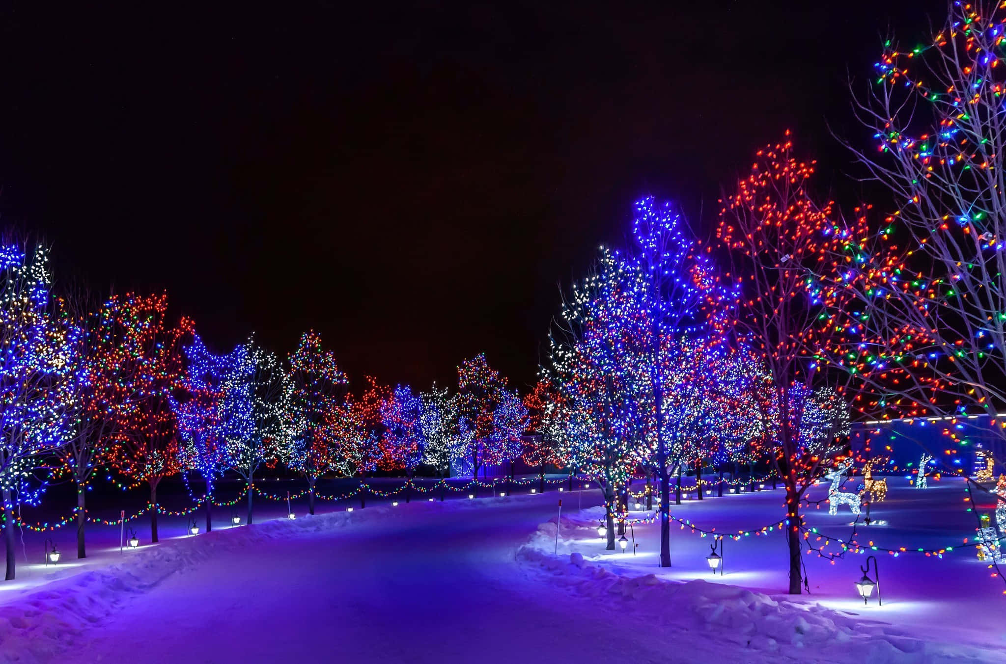 冬季燈光聖誕樹圖像 壁紙 — 夜晚被積雪覆蓋的公園小徑，光禿禿的樹上掛滿了鮮豔的紅、藍、白色彩燈。