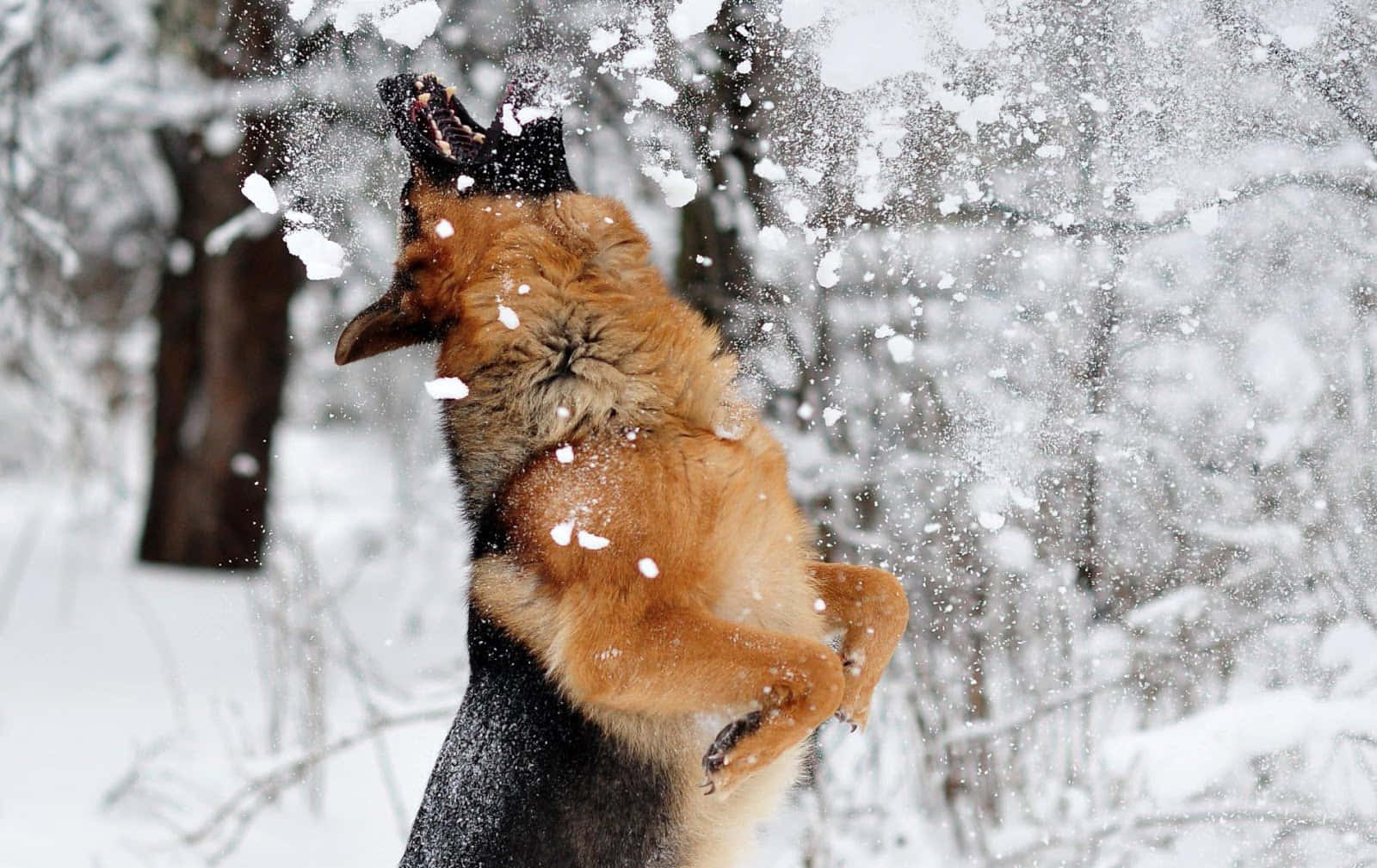 冬季狗狗玩雪 壁紙 — 一隻快樂的德國牧羊犬在雪地森林中跳躍，踢起雪花，背景是模糊的冬季樹木。