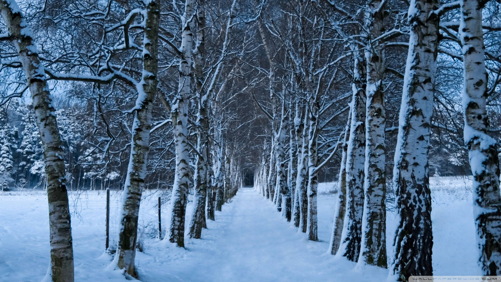 積雪的白樺樹排列在暮色中寧靜的冬日小徑兩旁。