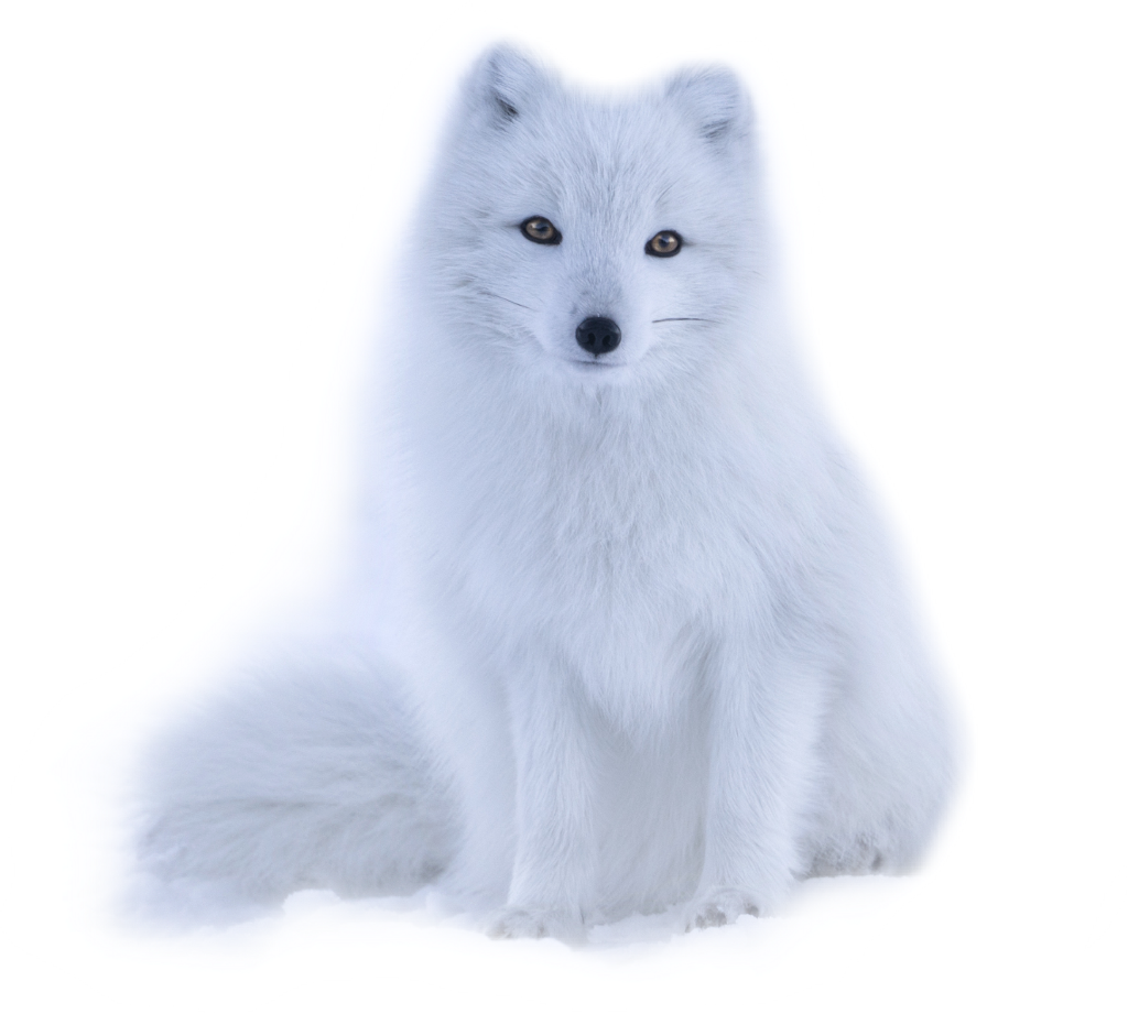 冬季白狐 壁紙 — 一隻純白色的北極狐警覺地坐在雪地上，背景是純黑色。