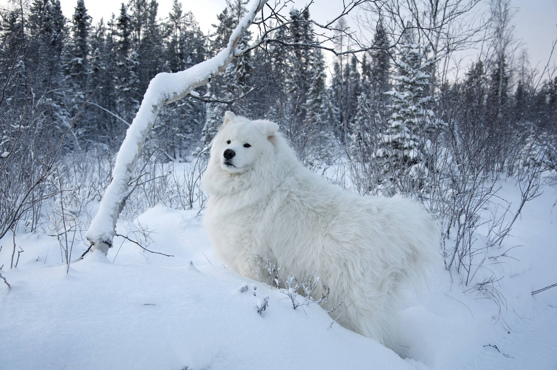 冬季雪地森林中坐著的白色薩摩耶犬。