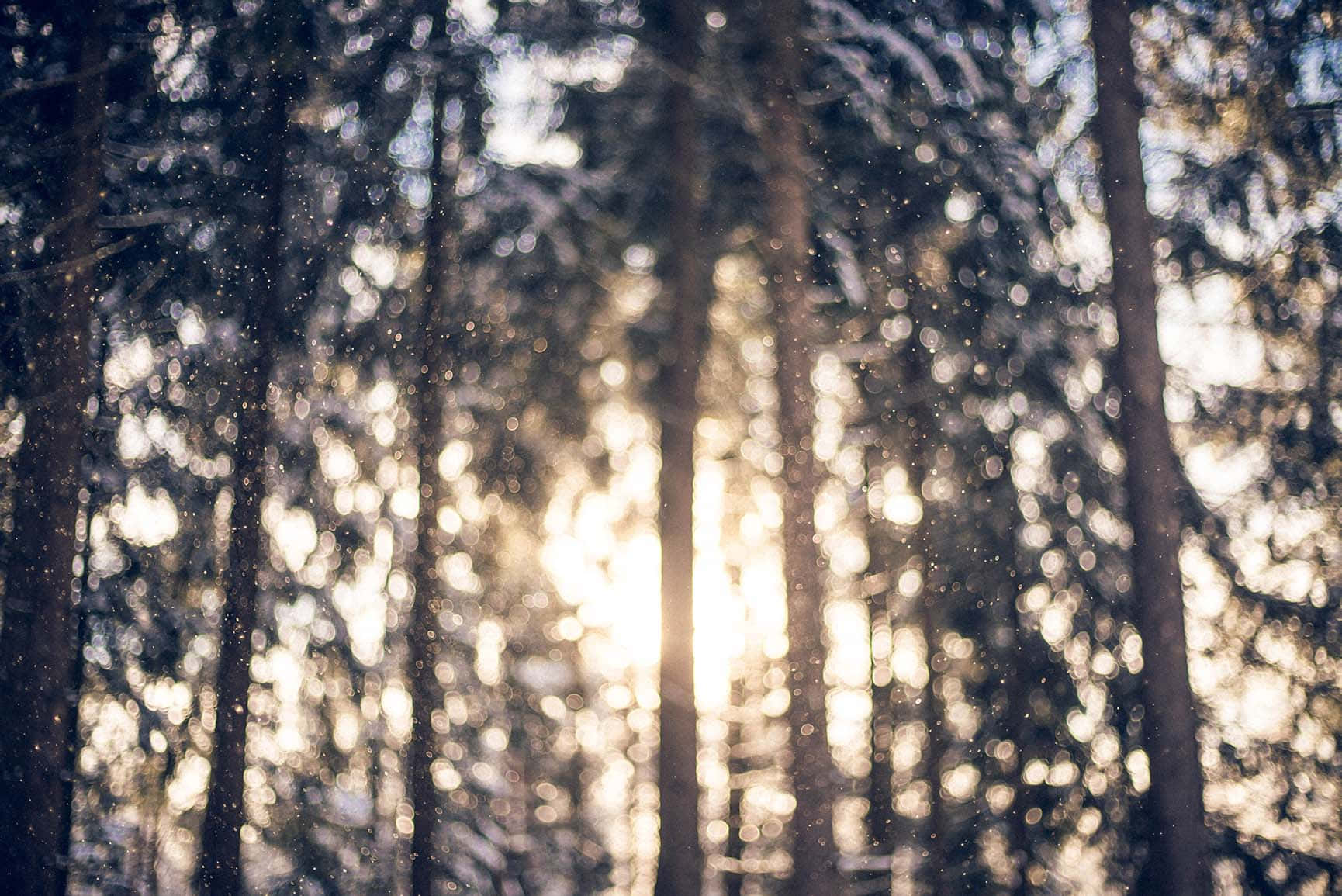 冬季的可愛與寧靜 壁紙 — 陽光穿過白雪覆蓋的松樹，在冬季森林中營造出夢幻般的散景效果。