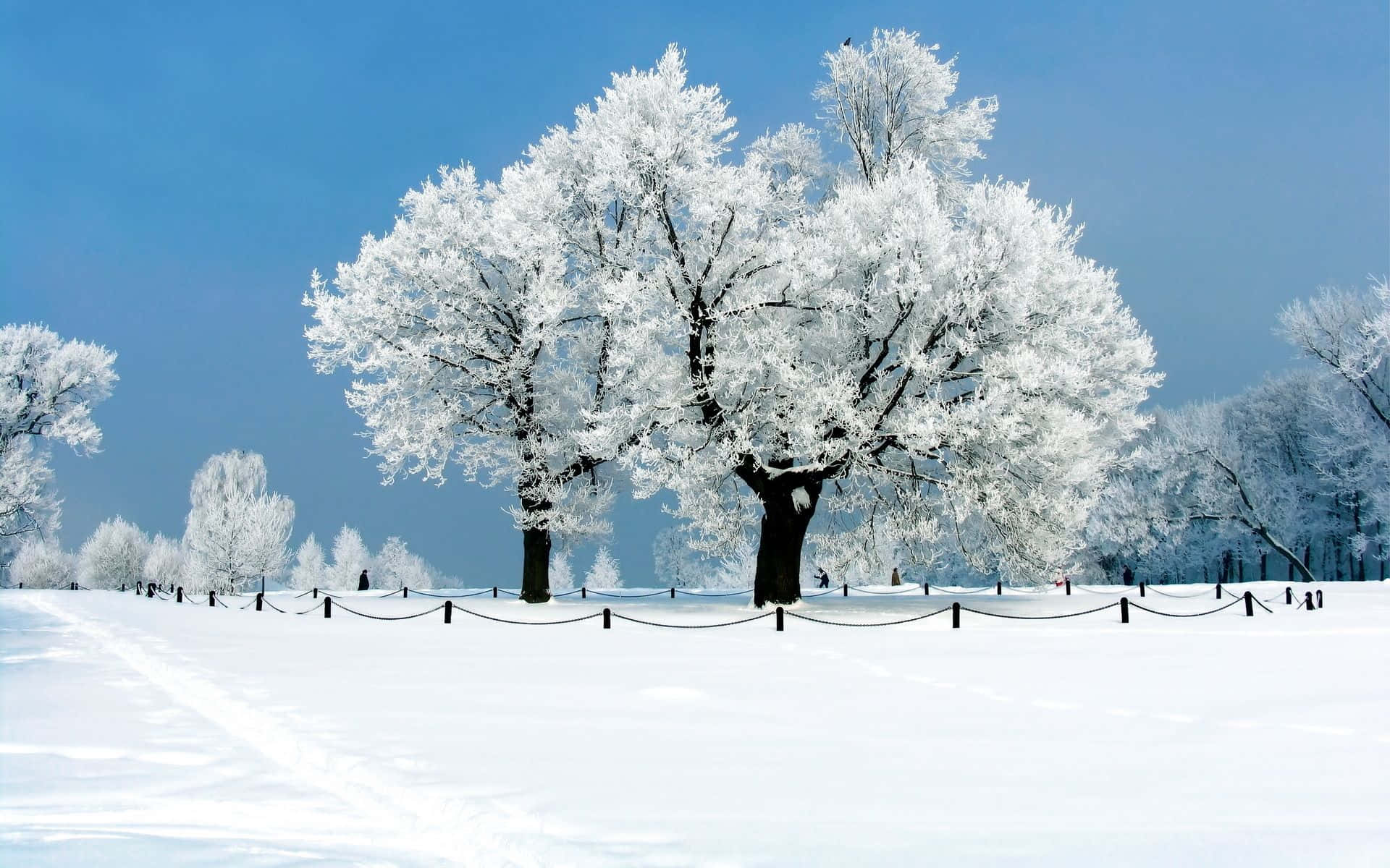 晴朗藍天下冬季公園中的雪覆蓋樹木。