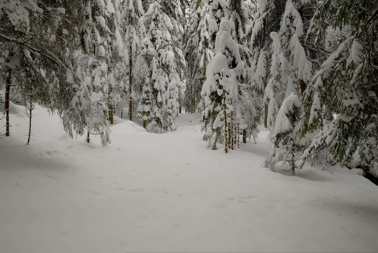 冬季純淨雪林 壁紙 — 一條寧靜的冬季森林小徑，被厚厚的積雪覆蓋，常綠樹上掛滿了霜。