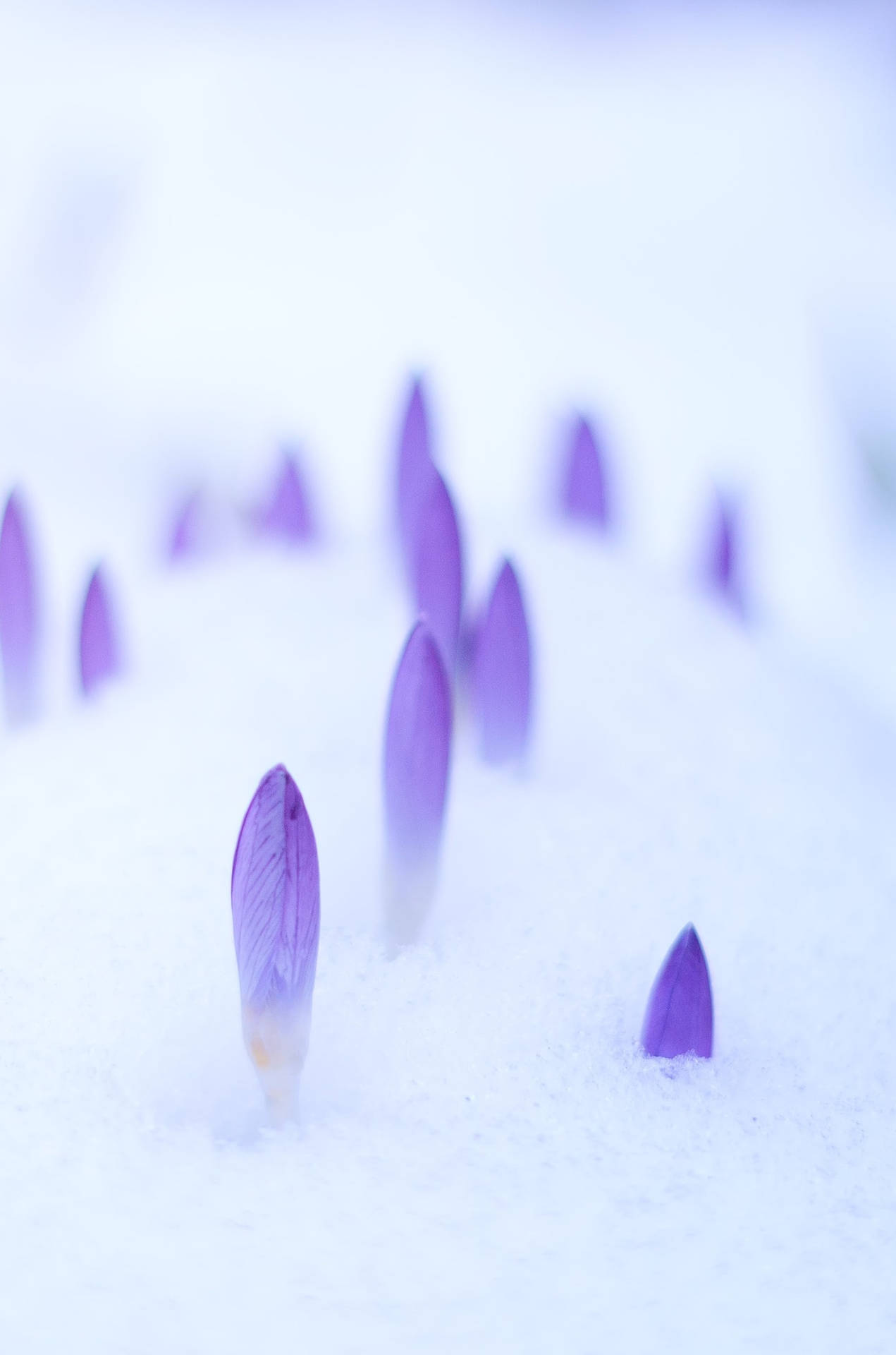 在寧靜的冬日景觀中，紫色番紅花的花蕾從雪中冒出。