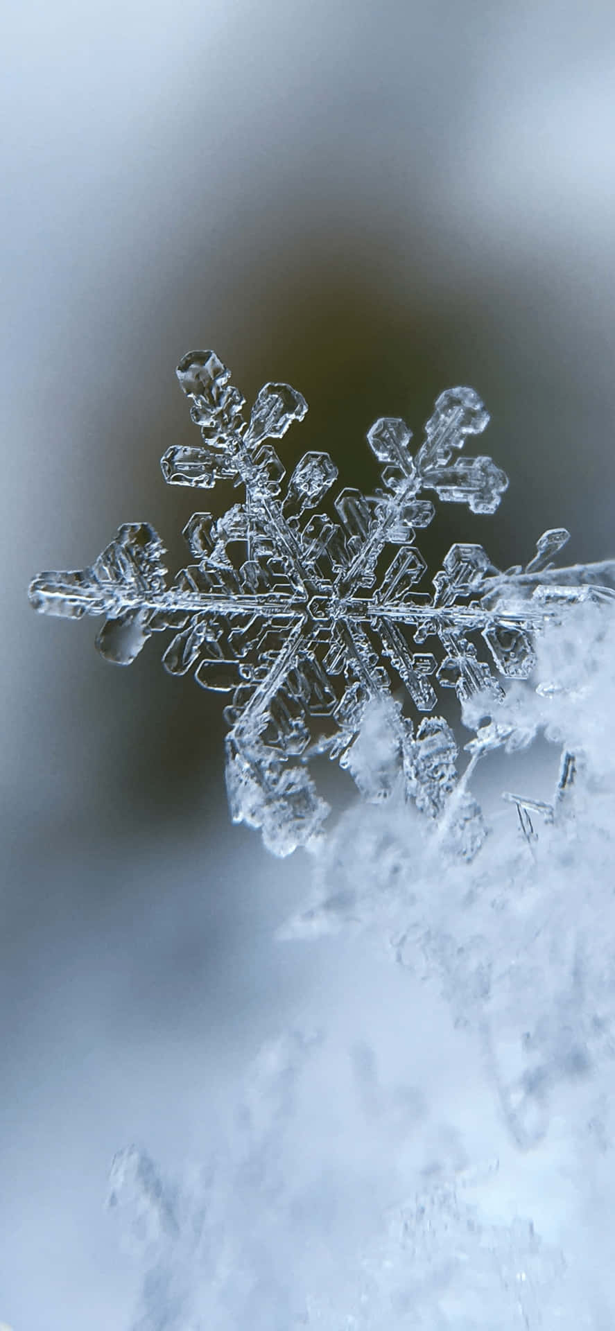 雪花特寫，細節清晰，背景模糊