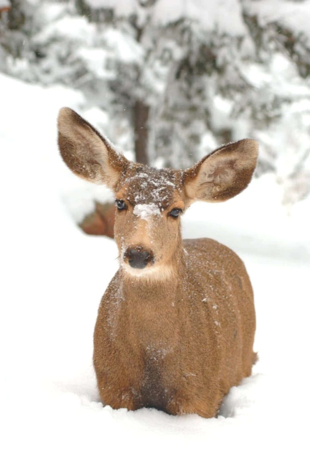 一隻年輕的鹿坐在雪地裡，臉上沾滿雪花