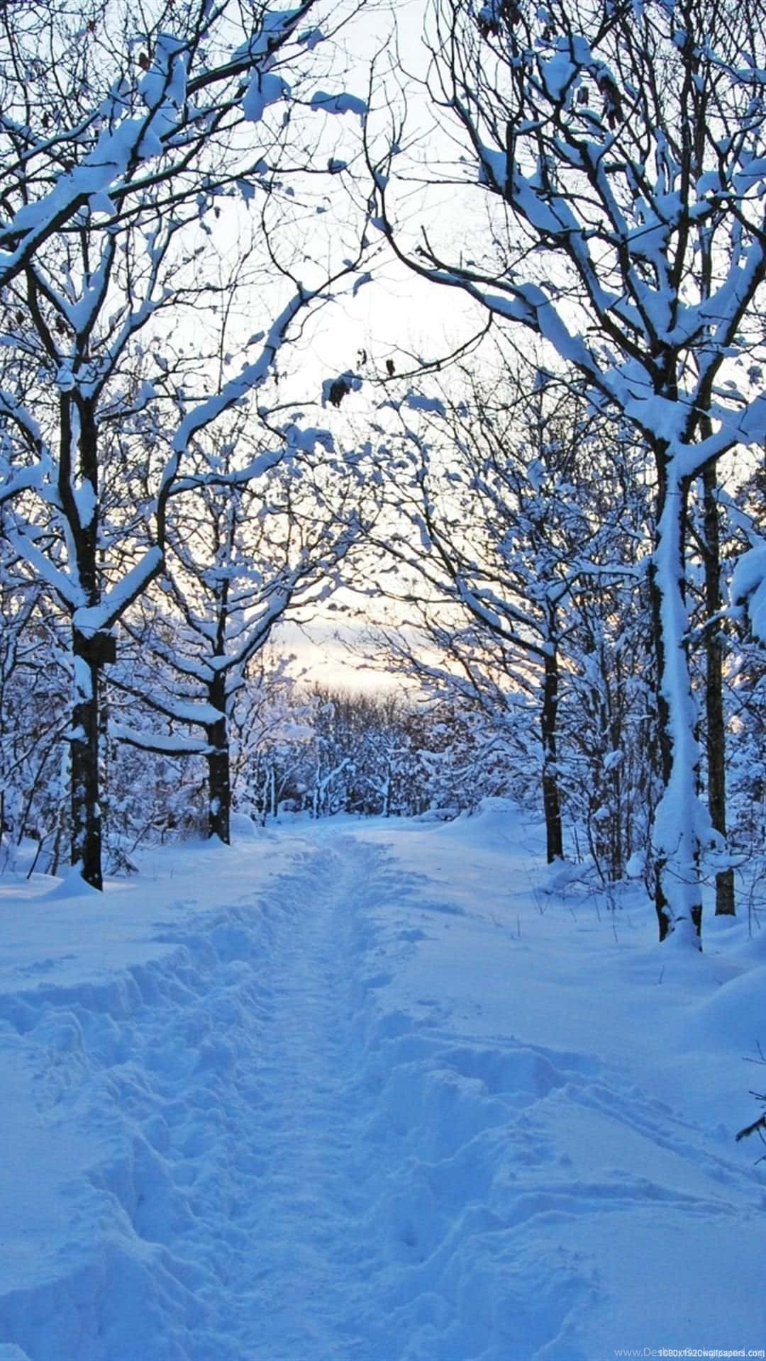 日出時光禿禿的樹木映襯下的雪森林小徑。