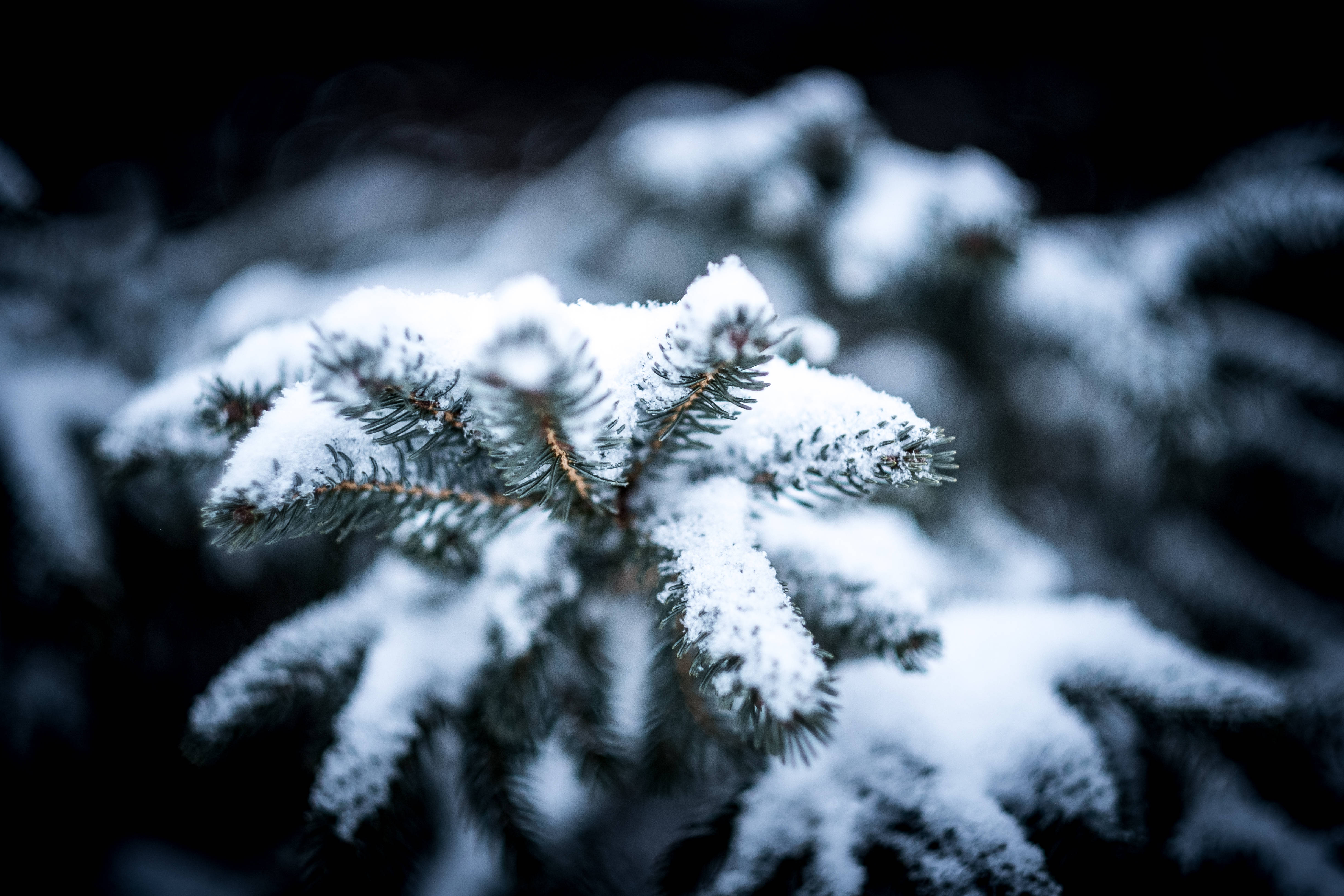 冬季聖誕雪覆松樹 壁紙 — 特寫鏡頭，雪壓常青樹枝在黑暗模糊的冬季背景下柔和發光。