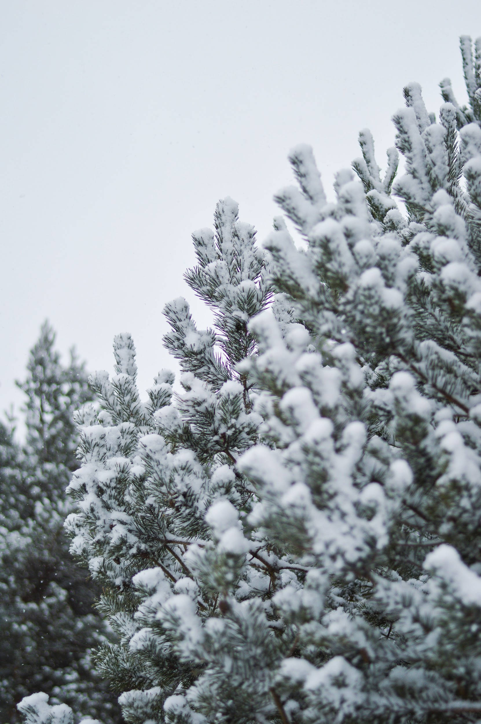 冬季聖誕雪覆樹枝 壁紙 — 積雪的松樹枝在寧靜的冬季森林中，在柔和的多雲天空下閃閃發光。