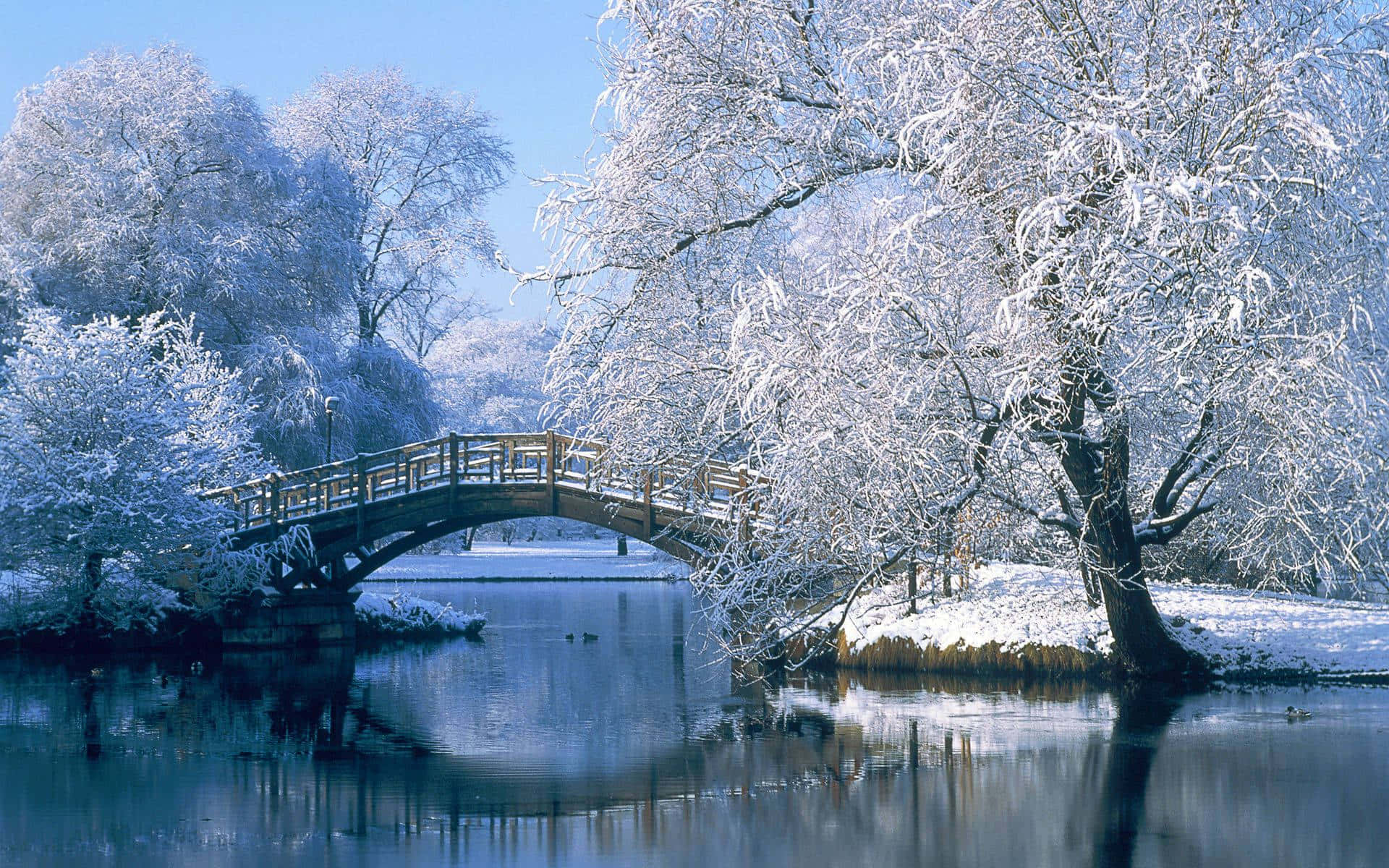 冬季背景 壁紙