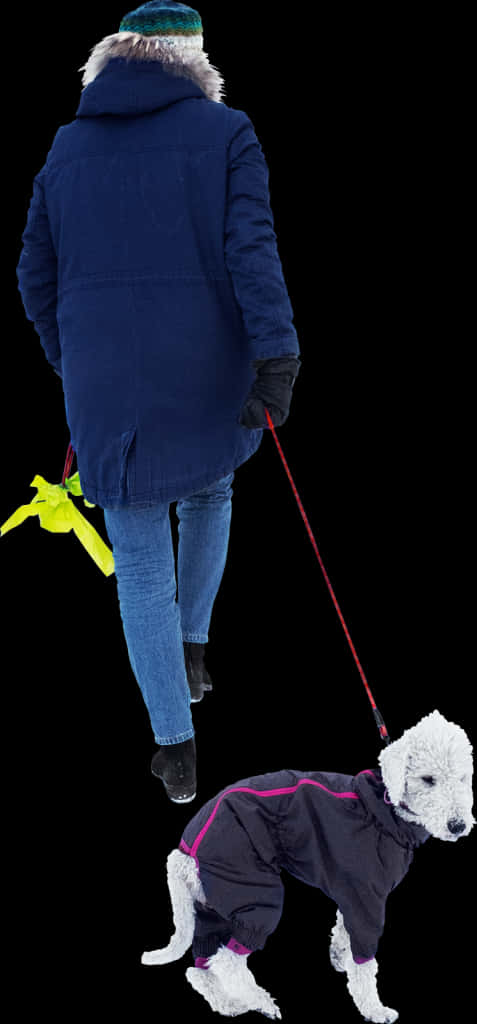 冬季與愛犬散步 壁紙 — 一個人穿著藍色外套，用紅色狗帶拖著一隻穿著黑色冬季外套的毛茸茸白色狗，背景為黑色。