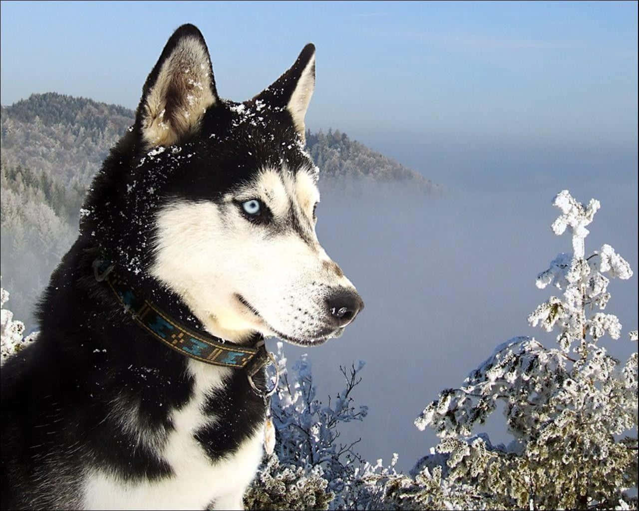 冬季西伯利亞哈士奇 壁紙 — 一隻引人注目的西伯利亞雪橇犬，擁有銳利的藍色眼睛，在晴朗的藍天下凝視著白雪覆蓋的山景。