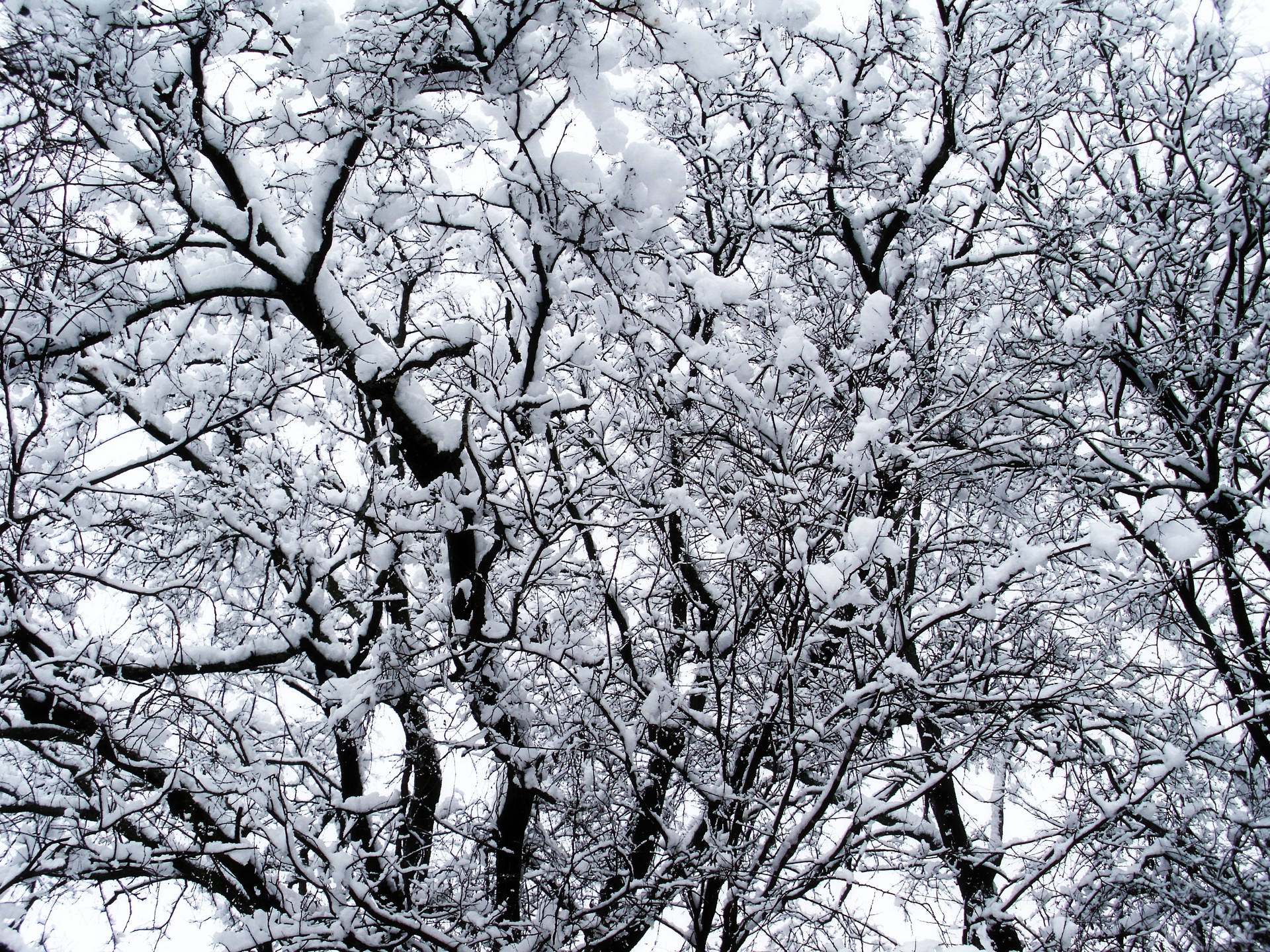 白雪覆蓋的樹枝映襯著蒼白的冬日天空