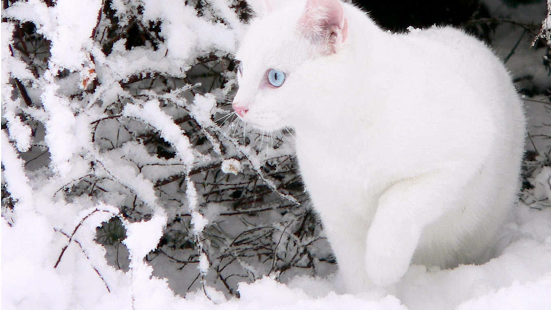 冬季雪中白貓圖 壁紙 — 一隻純白貓咪，擁有引人注目的藍色眼睛，警覺地坐在白雪覆蓋的森林中，周圍是積雪的樹枝。