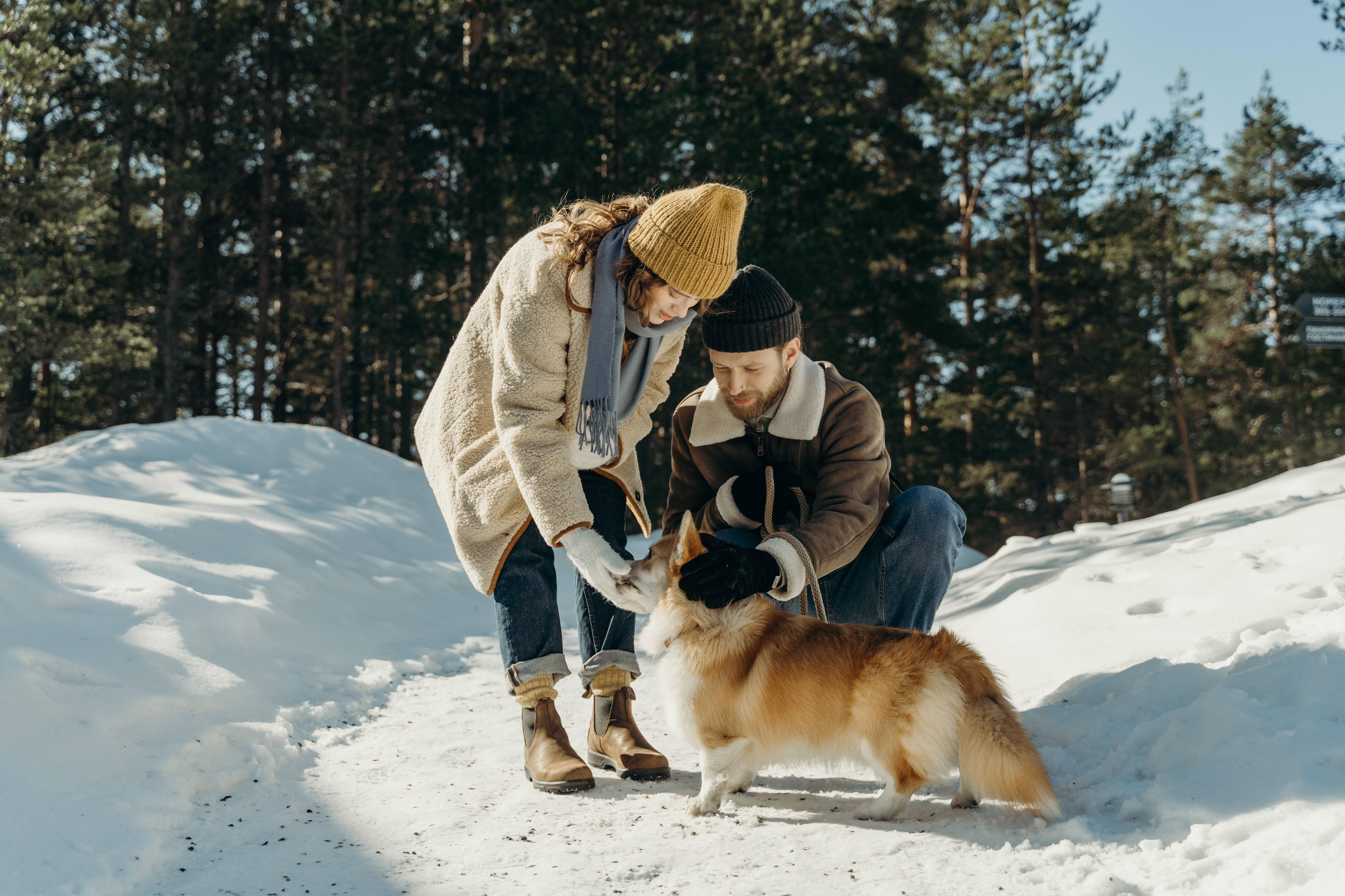 冬季雪地裡的兩人與愛犬 壁紙 — 一對穿著冬季裝備的情侶在陽光明媚、白雪覆蓋的森林空地中與柯基犬溫暖互動。