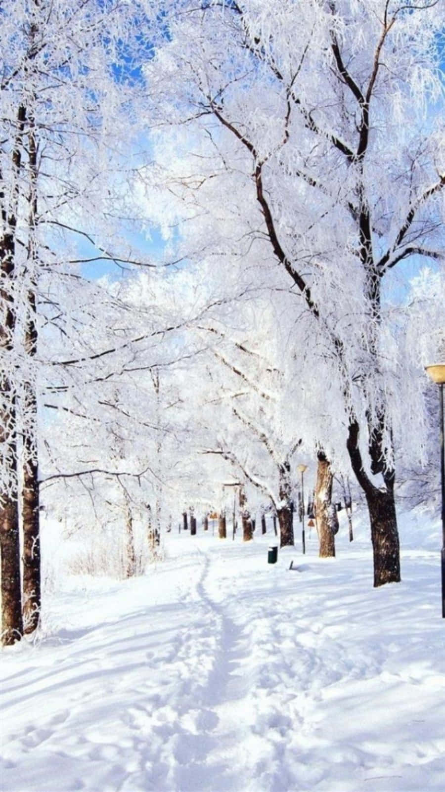 晴朗藍天下，積雪小徑兩旁是結霜的樹木。