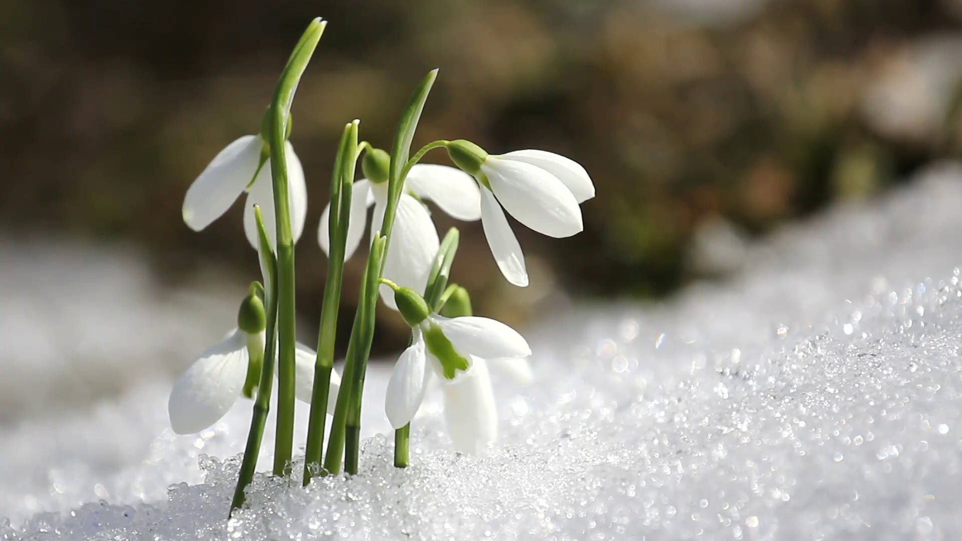 白色雪花蓮在陽光明媚的日子裡穿過融雪盛開。 — 冬季 壁紙