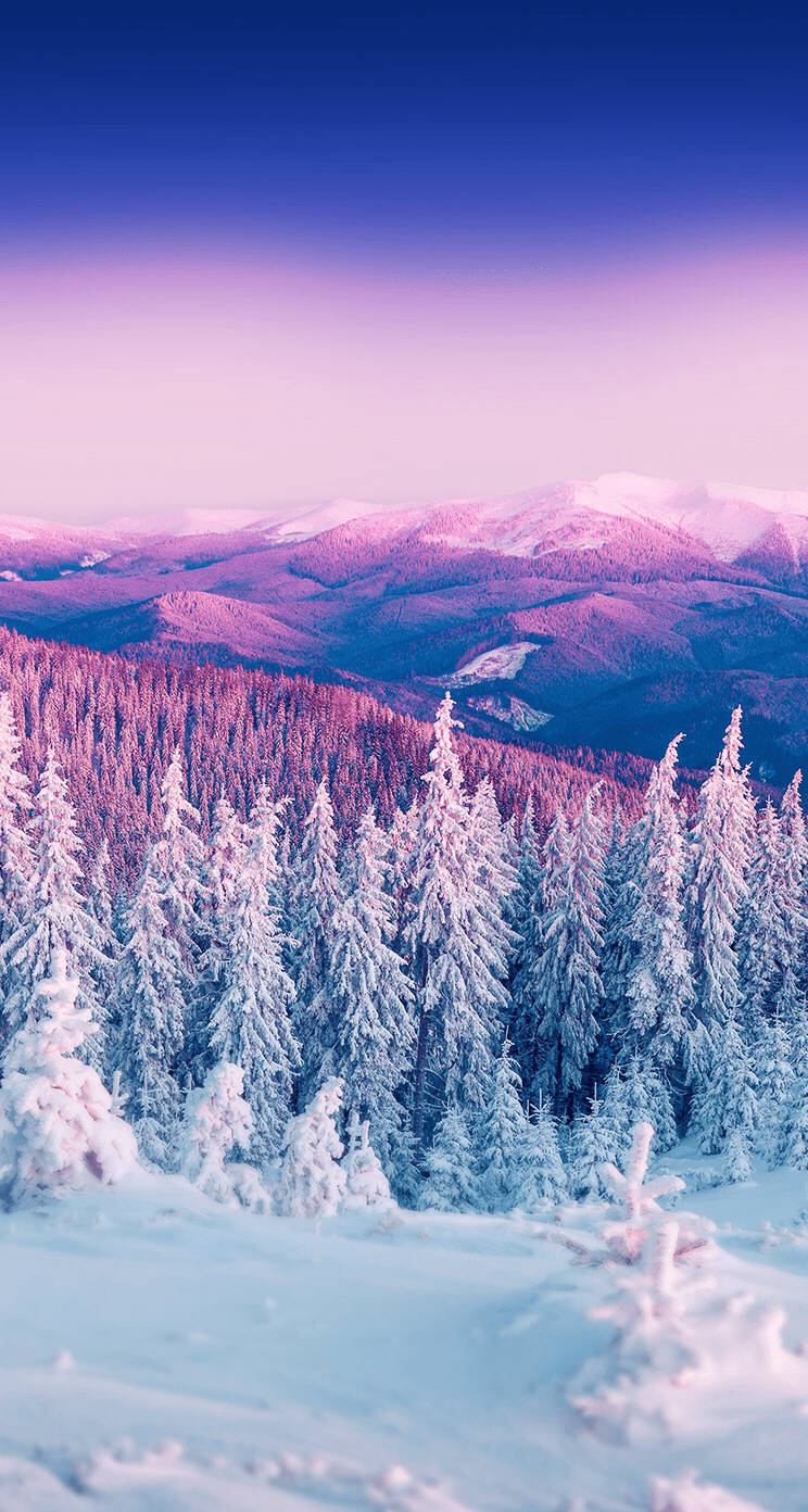 紫色暮色天空下，遠處山脈與白雪松林