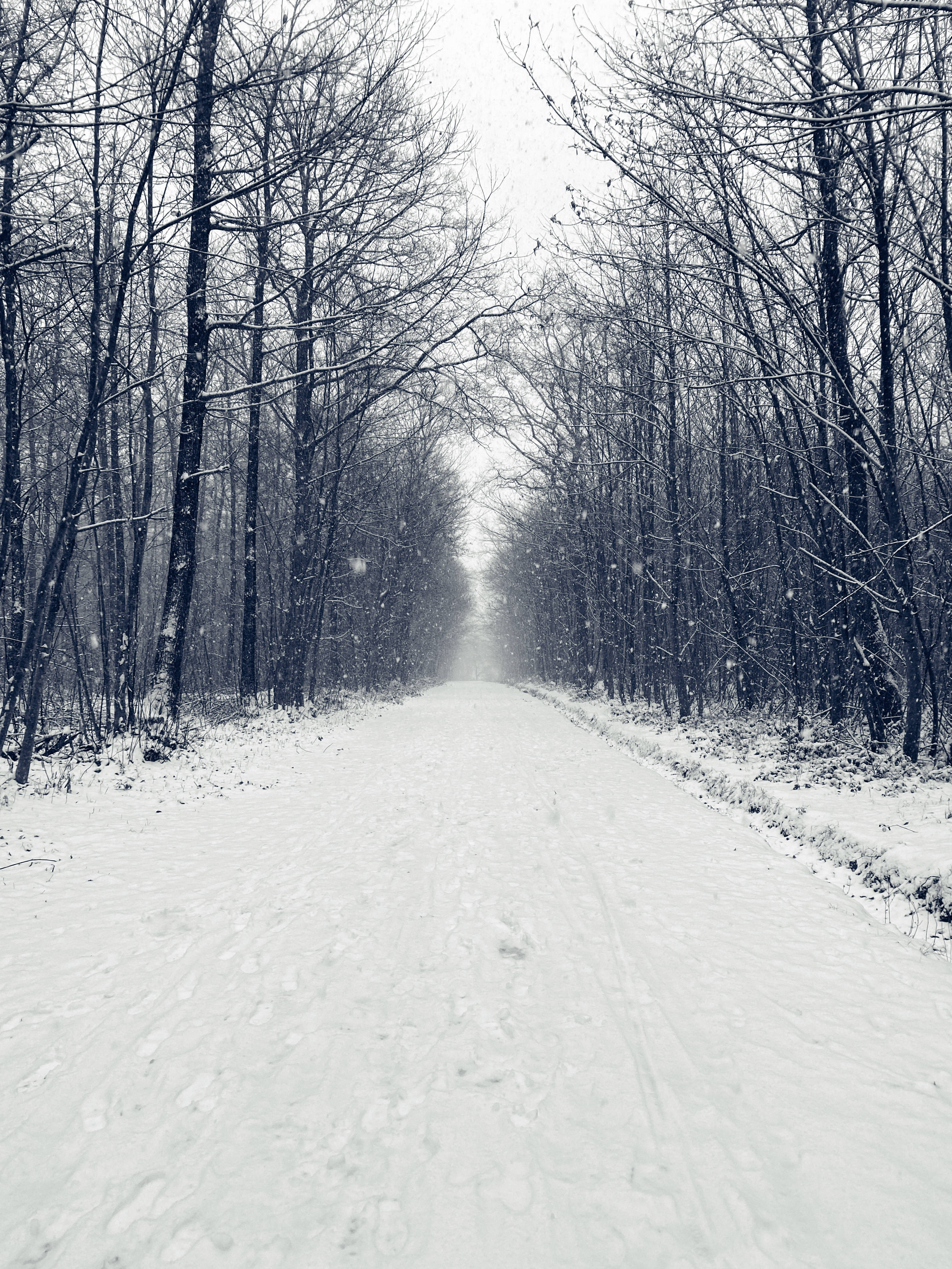 冬季雪路歡樂聖誕 HD 壁紙 — 一條被雪覆蓋的道路蜿蜒穿過冬日光禿的森林，天空灰濛，雪花飄落。