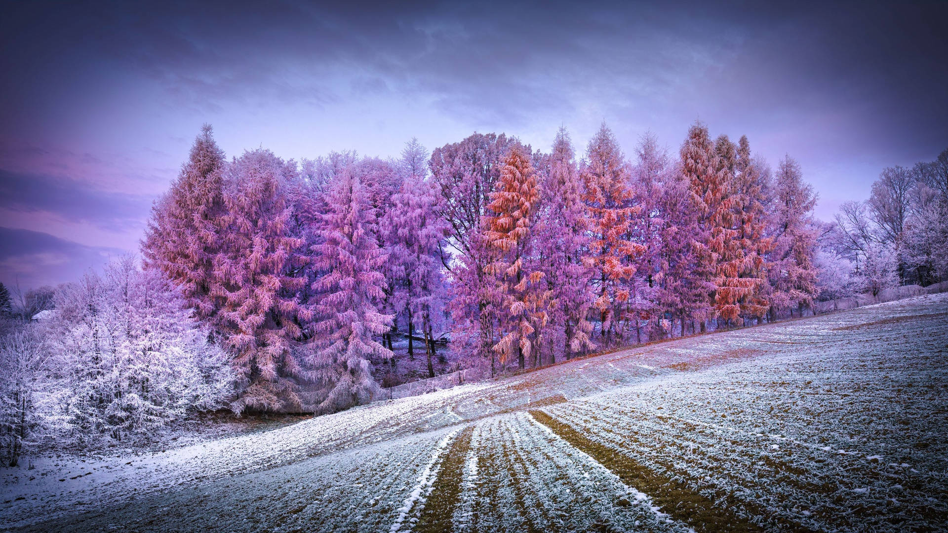 雪地上結霜的樹木在黃昏時閃爍著粉紅色和紫色的光芒。