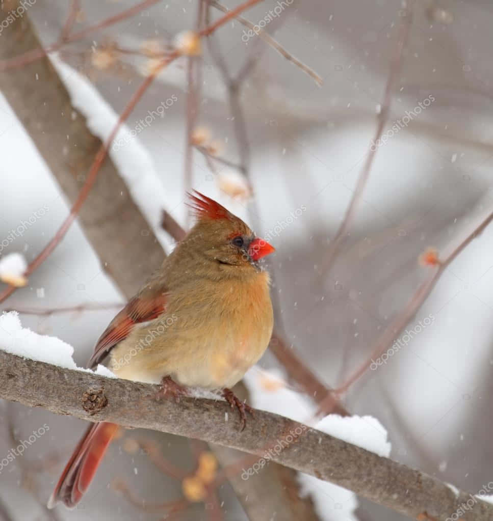 冬季降雪時，雌性紅雀棲息在積雪的樹枝上。