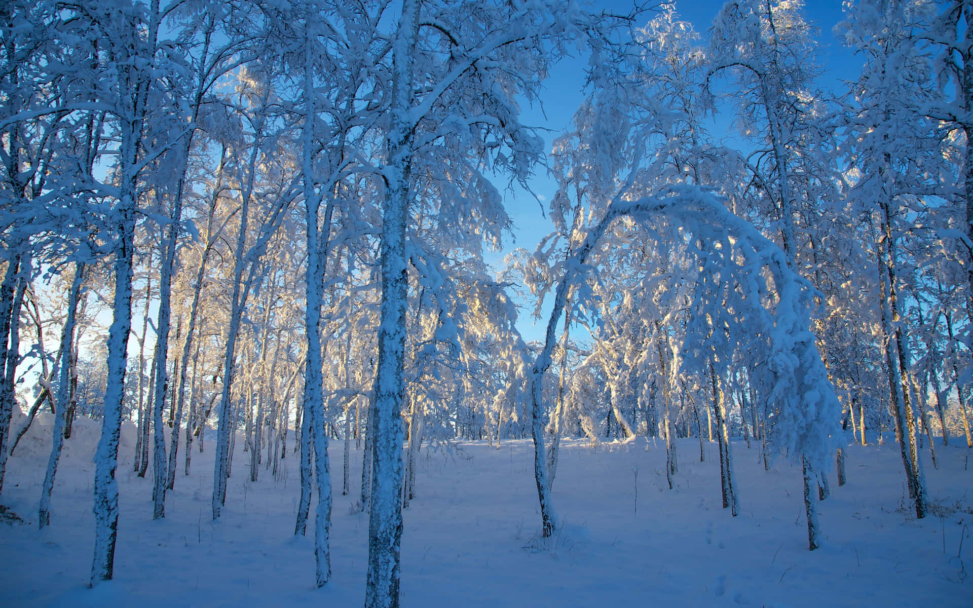 沐浴在陽光下的寧靜冬日森林中積雪覆蓋的樹木。