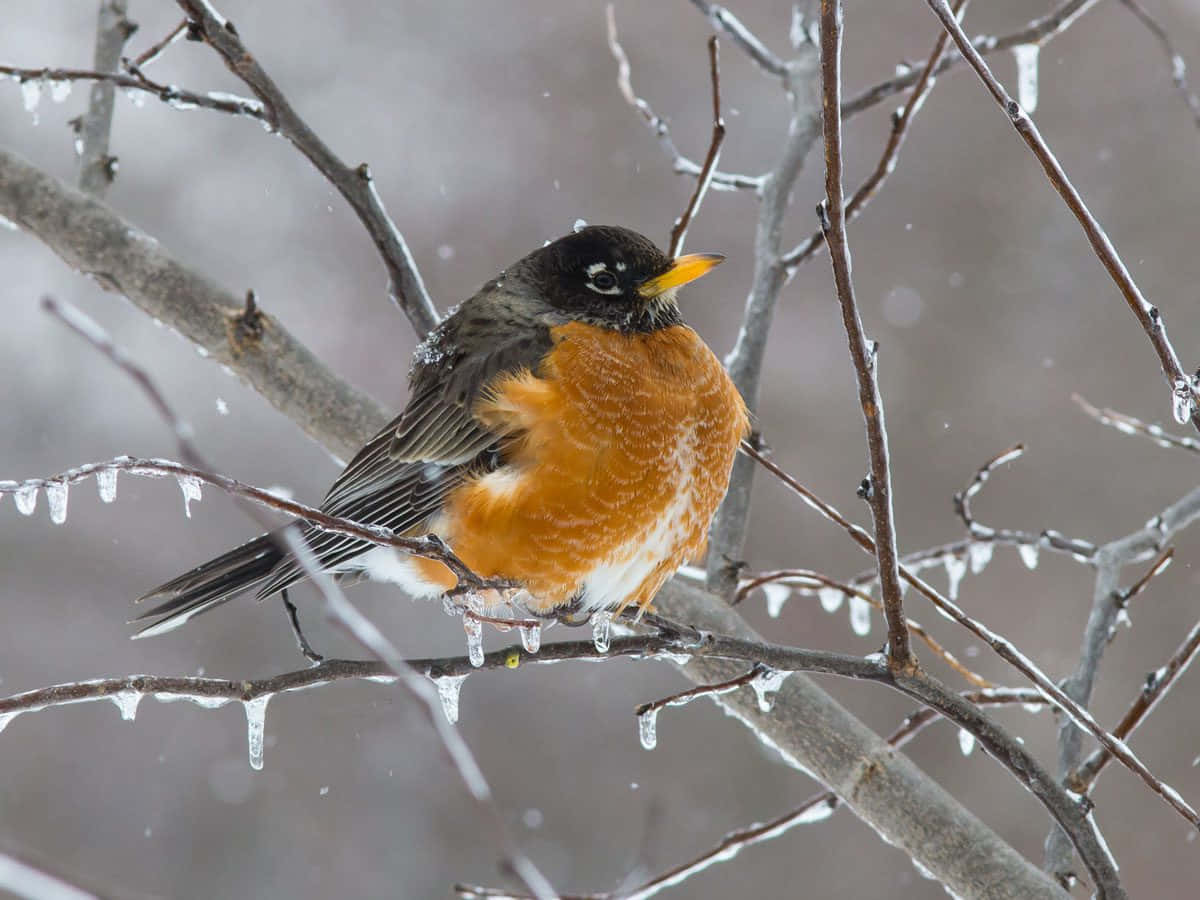 知更鳥棲息在結冰的樹枝上，雪花飄落