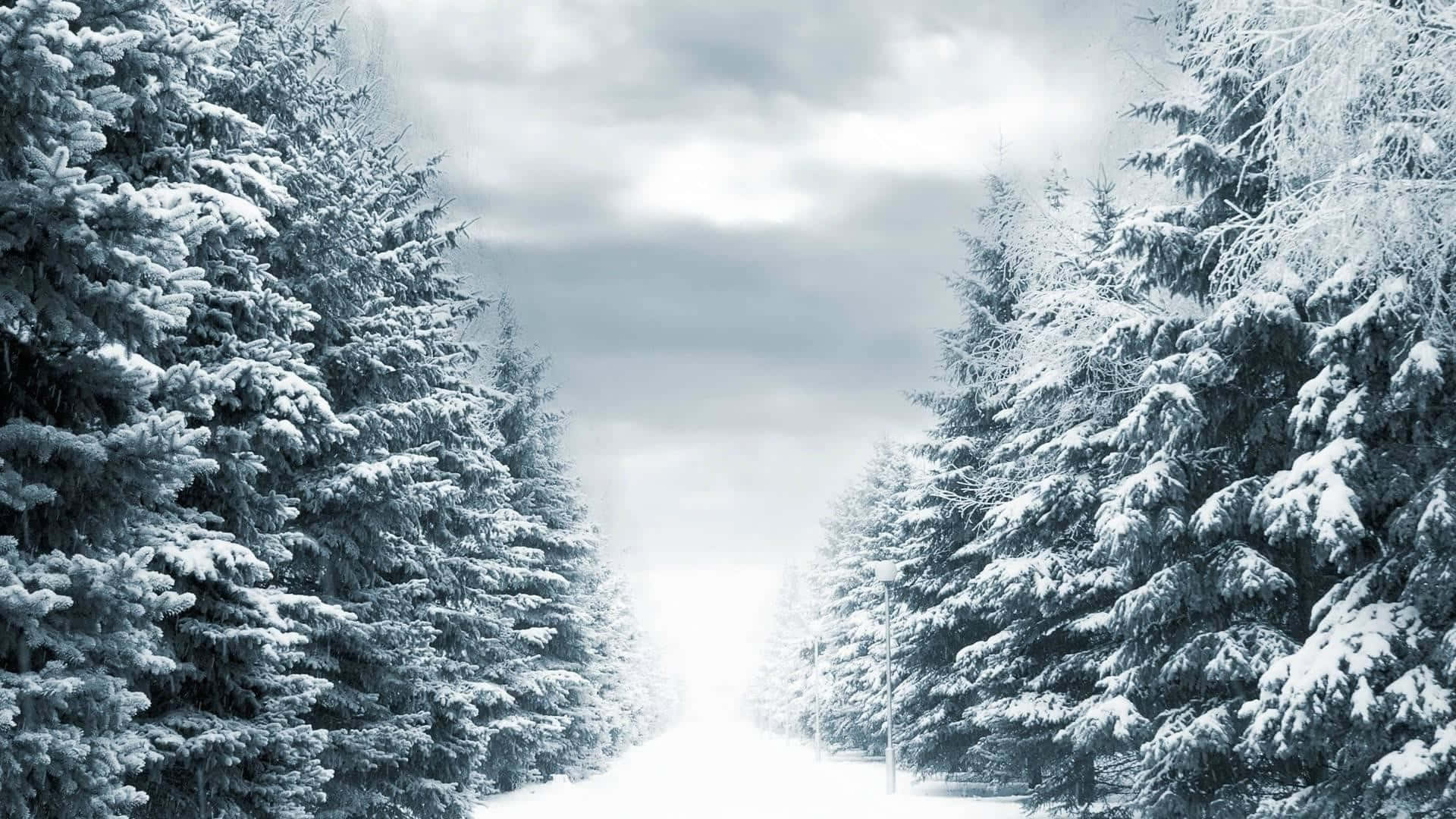 冬日仙境 壁紙 — 一條白雪覆蓋的森林小徑蜿蜒穿過高聳的常青樹，冬日天空多雲。