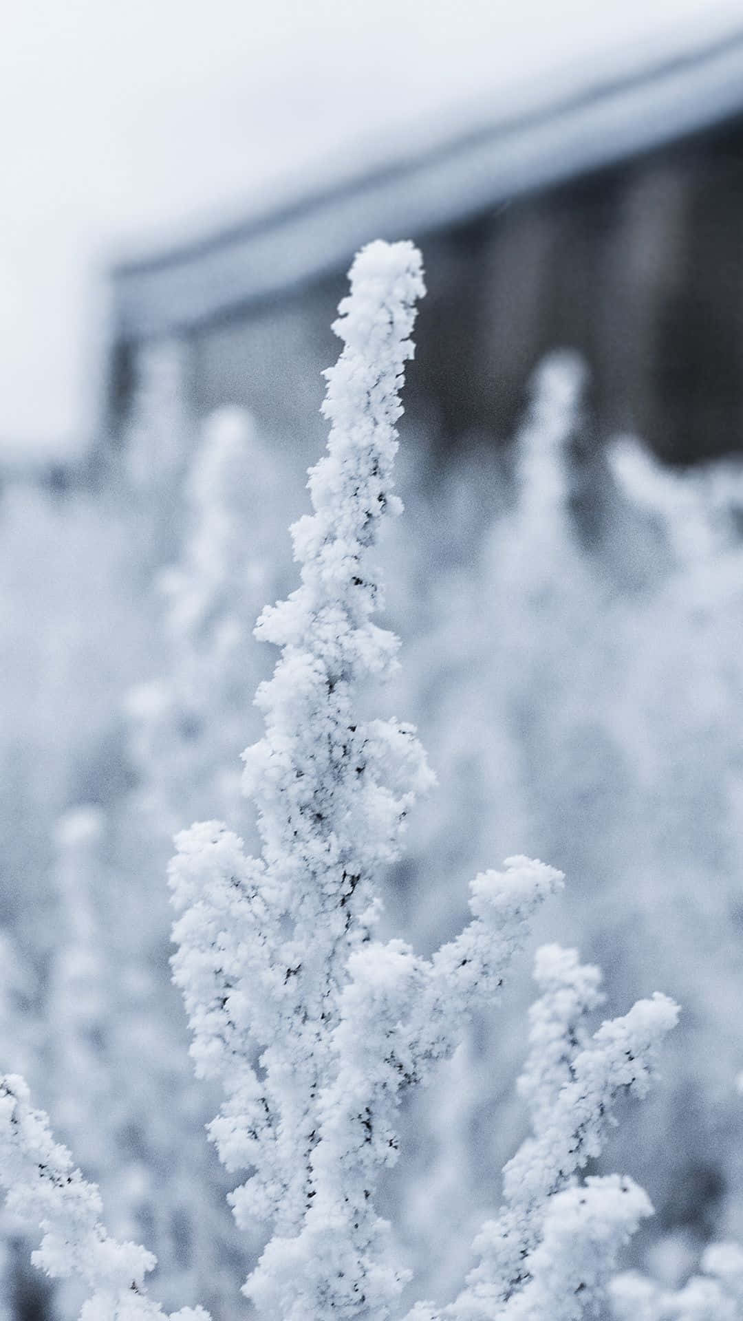 冬日結霜的植物莖部，背景有模糊建築物。